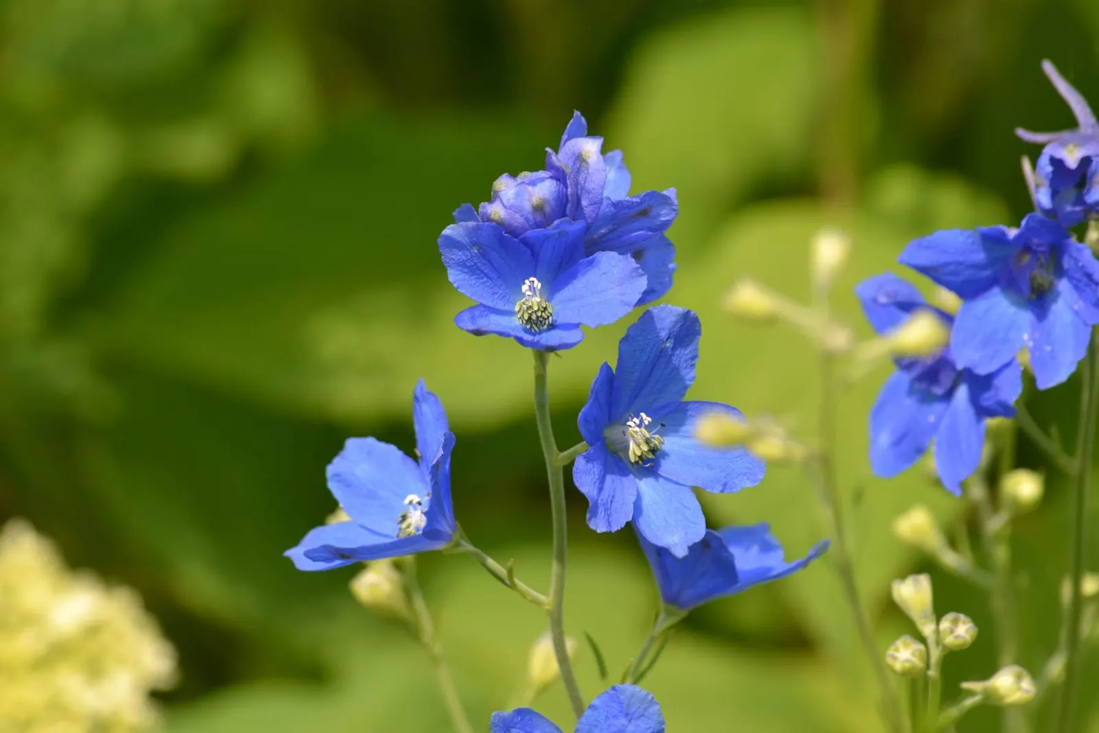 Siberian Larkspur (Delphinium Grandiflorum) — each boasting an impressive display of vibrant blue