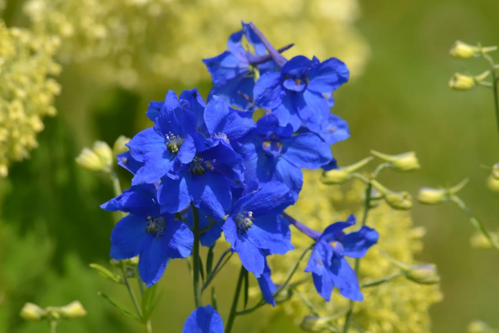 Siberian Larkspur (Delphinium Grandiflorum) — is a herbaceous perennial that offers a striking addition to any landscape design