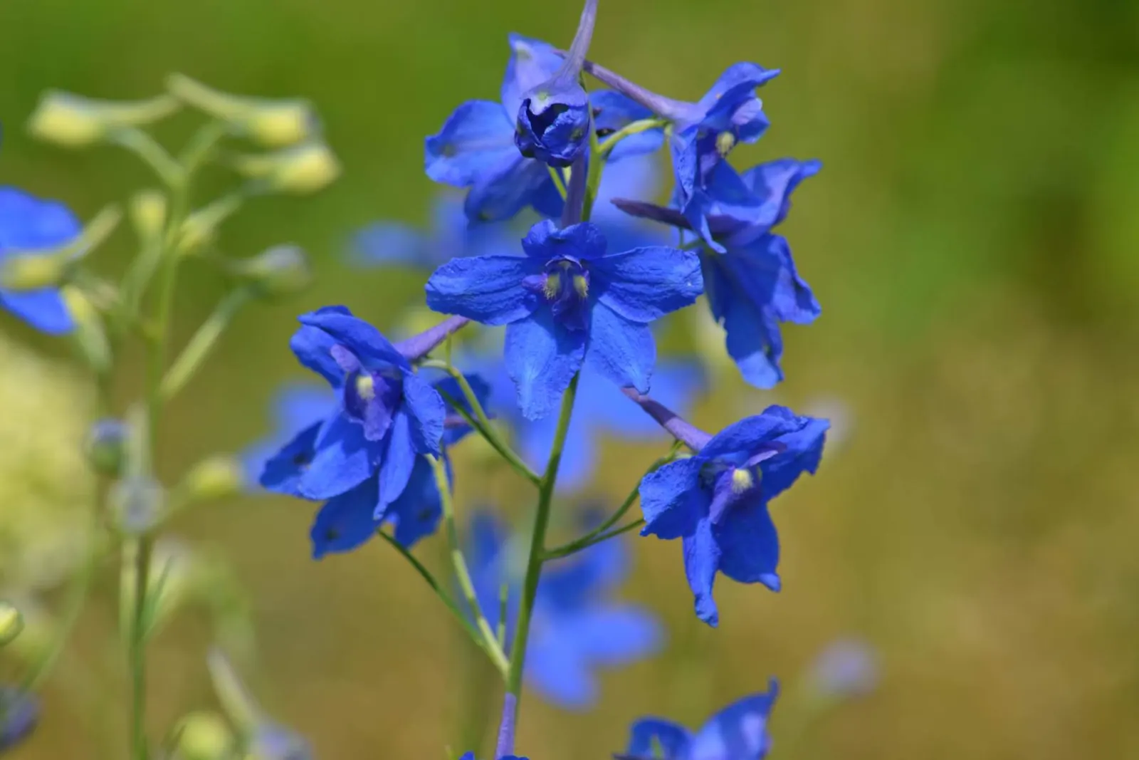 Siberian Larkspur (Delphinium Grandiflorum) — As a hardy plant, it grows best in USDA zones 3-7 and prefers well-drained soil