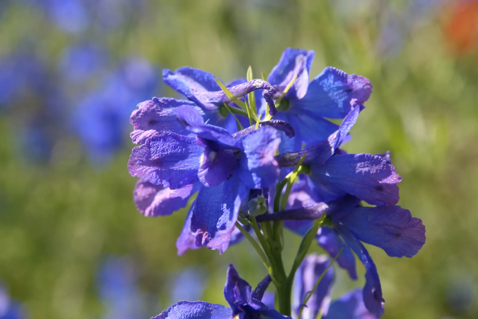 Siberian Larkspur (Delphinium Grandiflorum) — This species prefers well-drained, fertile soil and is hardy in USDA zones 3-7; as a hardy plant, it grows best