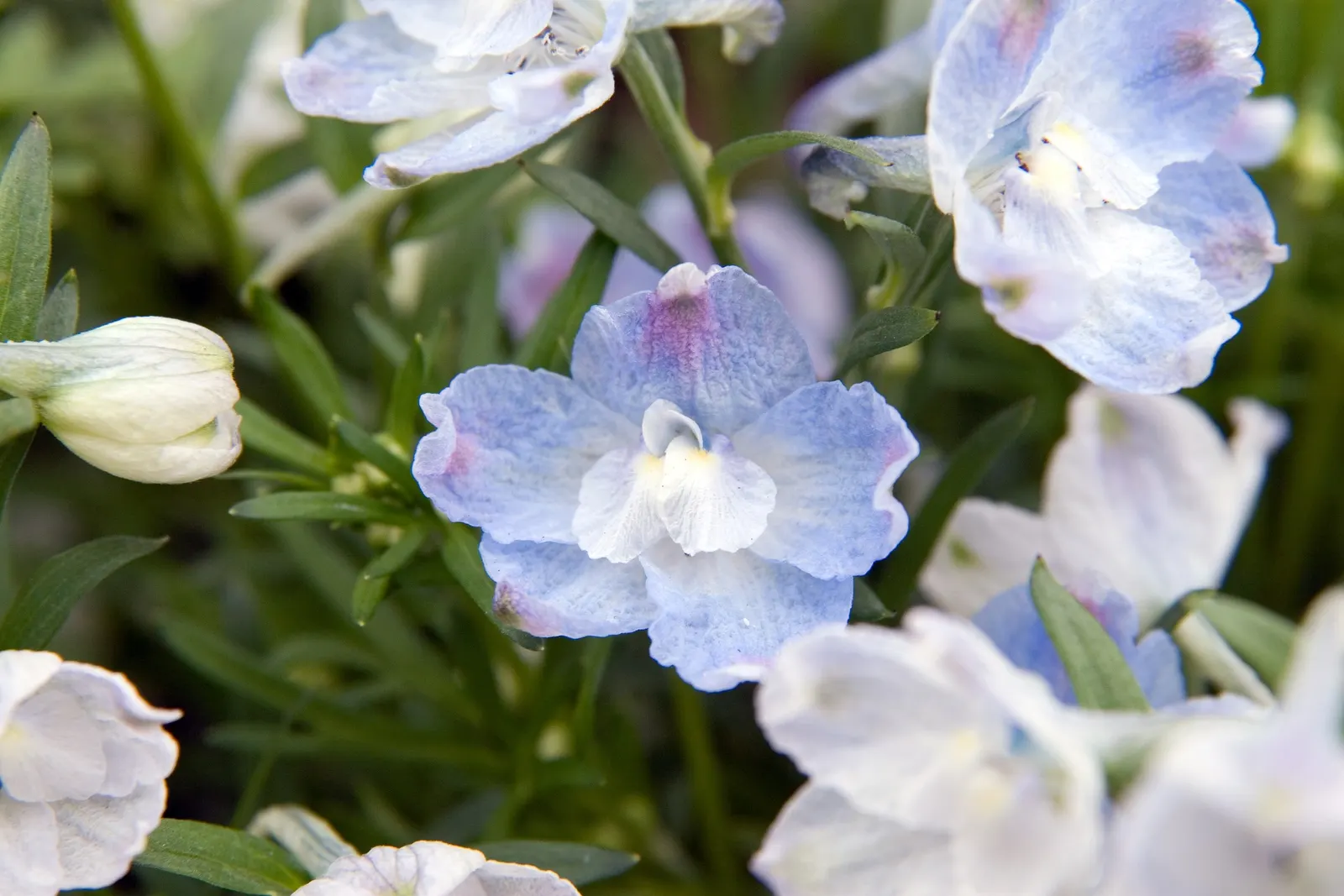 Siberian Larkspur (Delphinium Grandiflorum) — branched spires and are particularly attractive to pollinators such as bees and butterflies; is a herbaceous