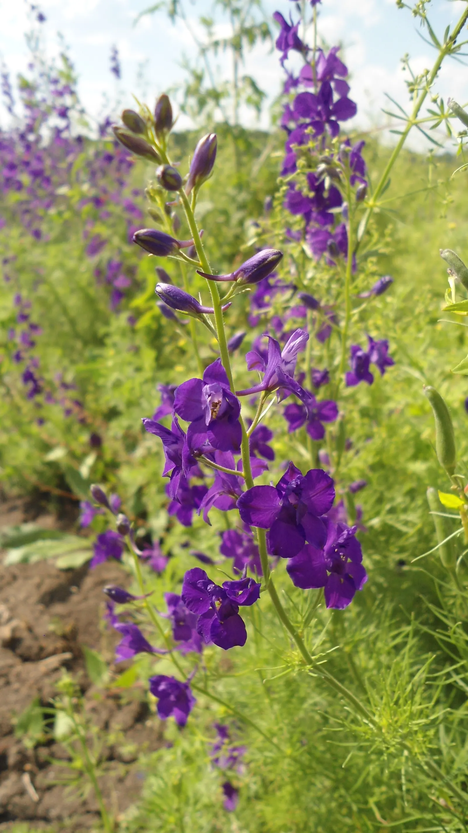 Siberian Larkspur (Delphinium Grandiflorum) — consider mass planting to amplify its effect or mixing with other perennials to create a diverse