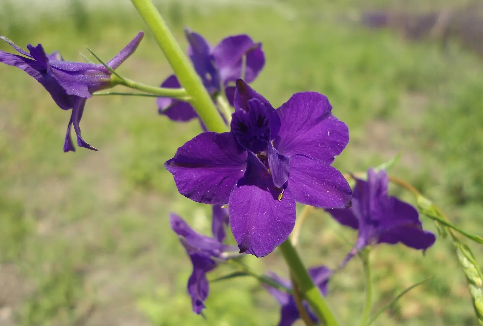 Siberian Larkspur (Delphinium Grandiflorum) — commonly known as Chinese or Bouquet Delphinium; ideal for borders and cutting gardens