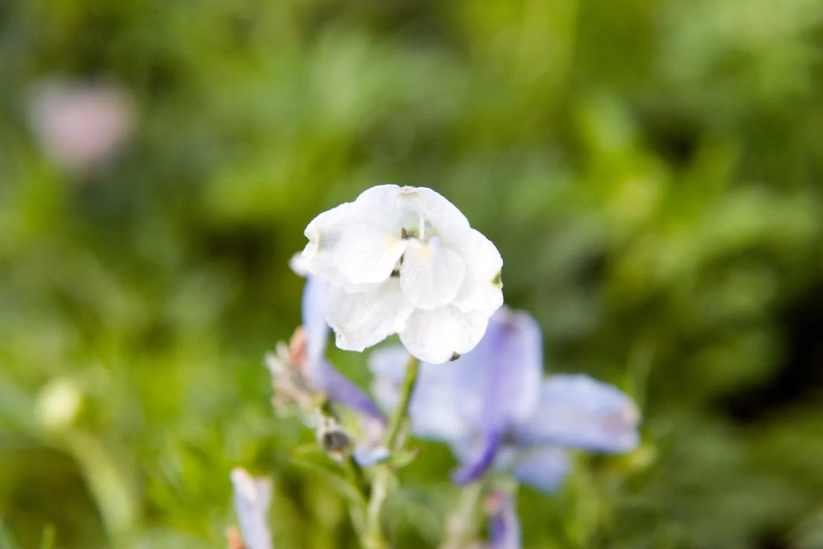 Siberian Larkspur (Delphinium Grandiflorum) — Its leaves form a low mound at the base