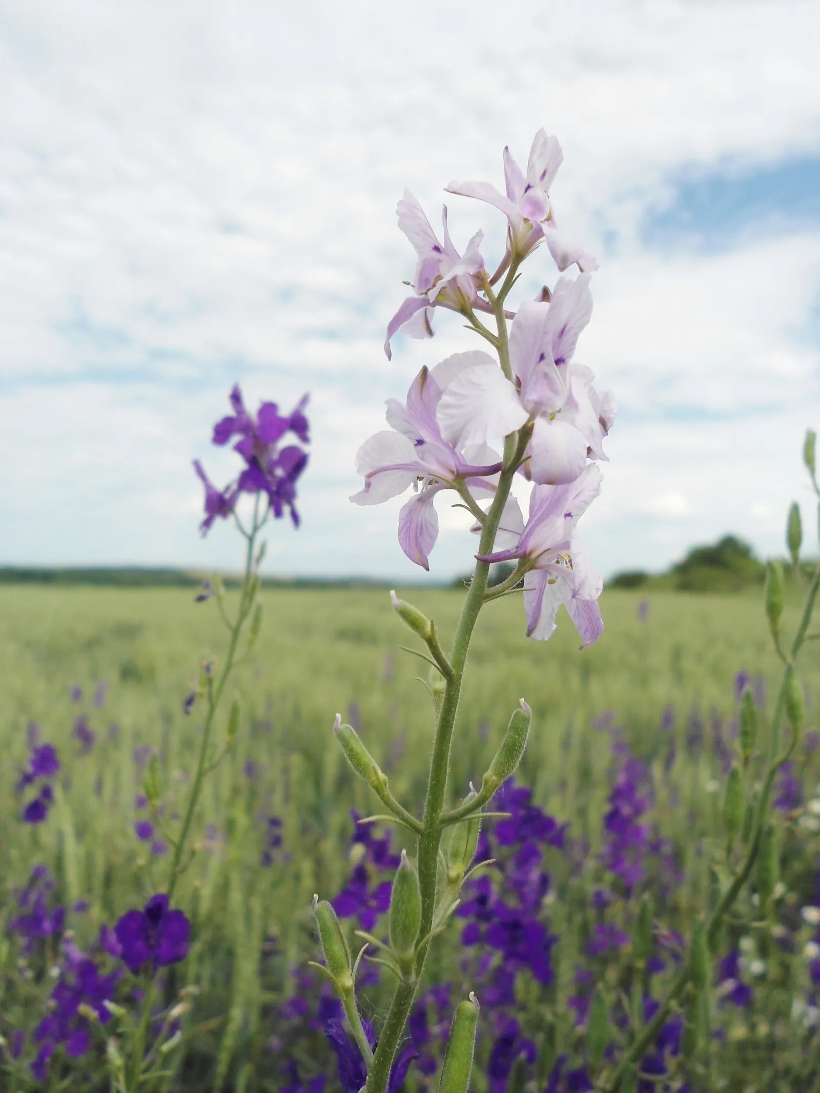 Siberian Larkspur (Delphinium Grandiflorum) — from which multiple flowering stems arise; commonly known as Chinese Delphinium or Bouquet Delphinium