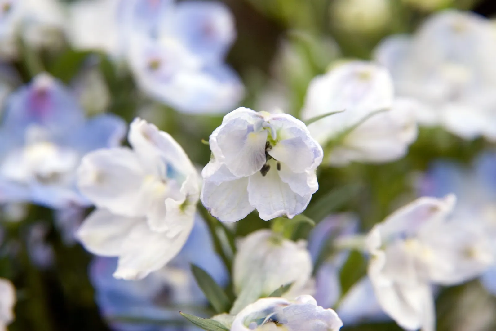 Siberian Larkspur (Delphinium Grandiflorum) — which can individually measure up to 2 inches across