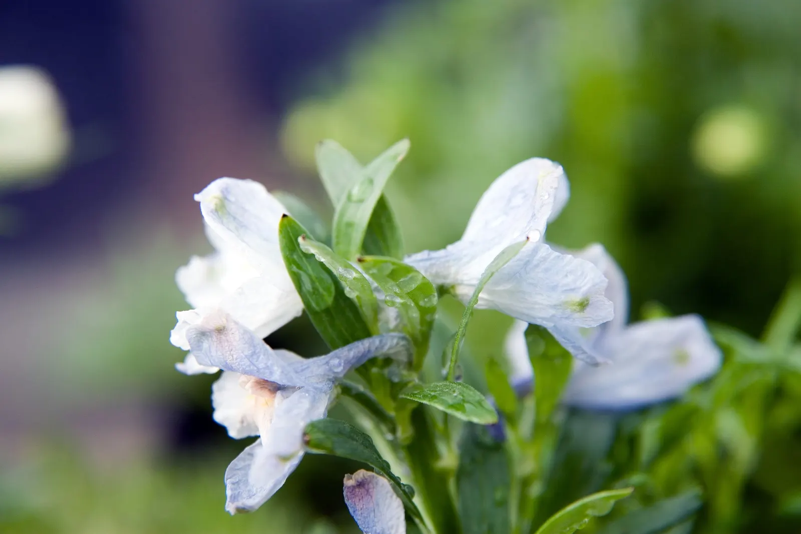 Siberian Larkspur (Delphinium Grandiflorum) — Ideal for borders and cutting gardens