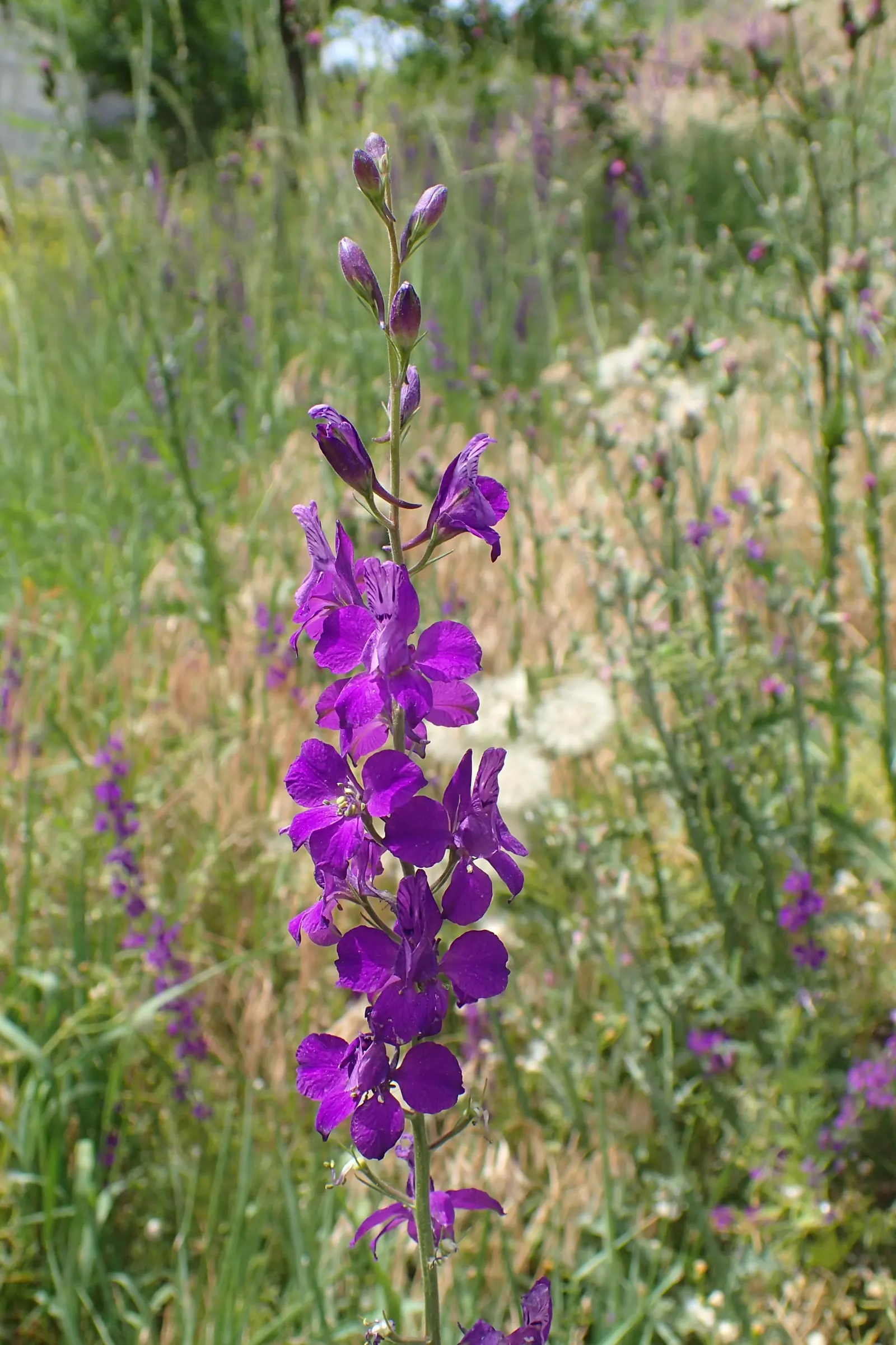 Siberian Larkspur (Delphinium Grandiflorum) — its compact habit and profuse