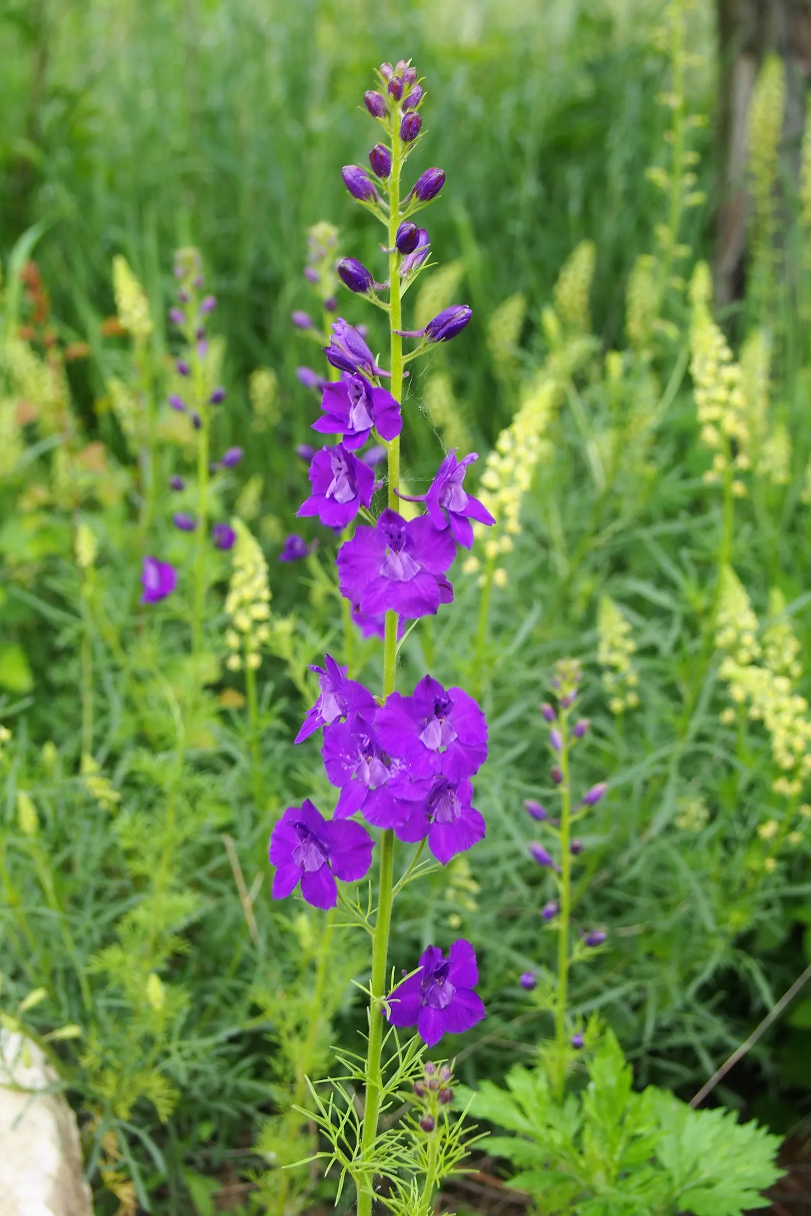 Siberian Larkspur (Delphinium Grandiflorum) — As a hardy plant, it grows best in USDA zones 3-7 and prefers well-drained soil; or white flowers during the