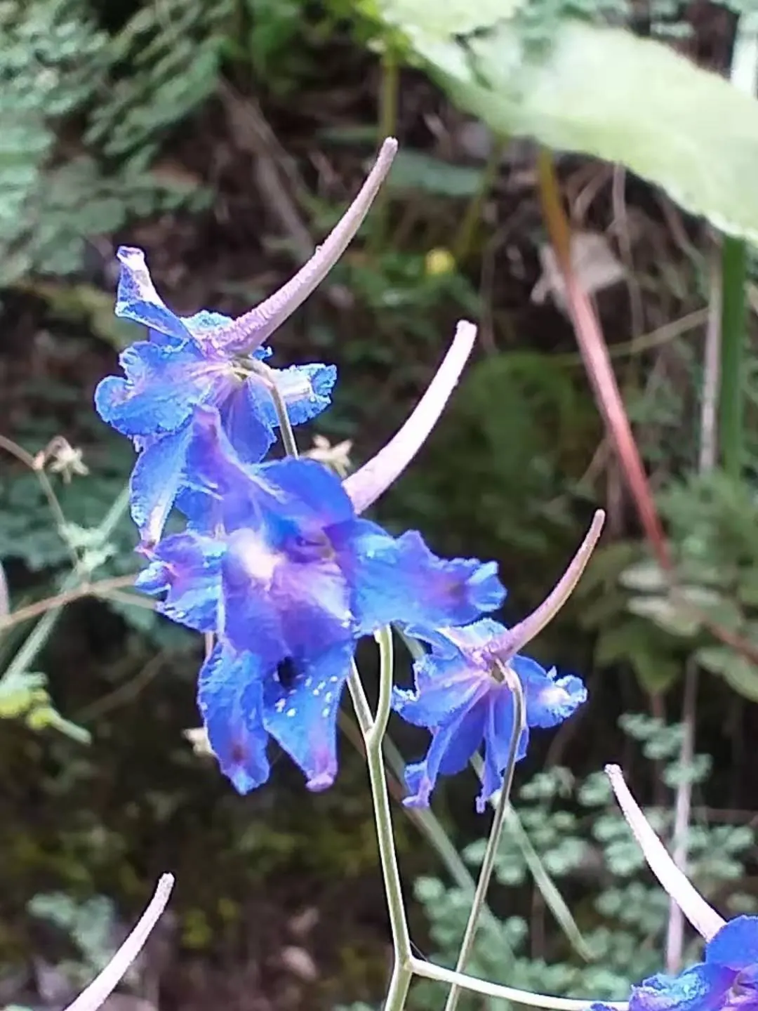 Siberian Larkspur (Delphinium Grandiflorum) — particularly during dry spells.<br><br>For a landscape design client