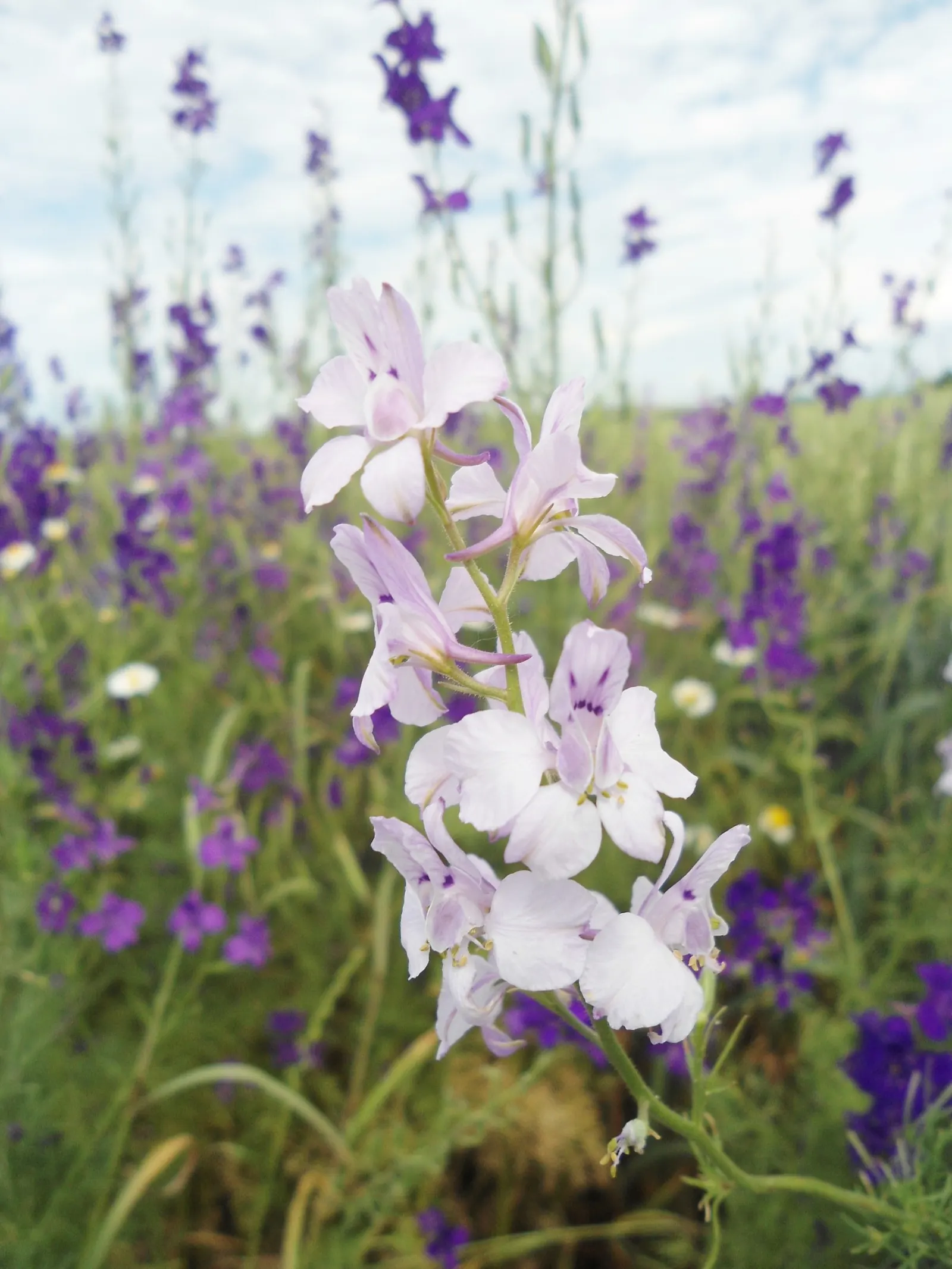 Siberian Larkspur (Delphinium Grandiflorum) — Delphinium grandiflorum presents a low-maintenance option that rewards with high visual impact