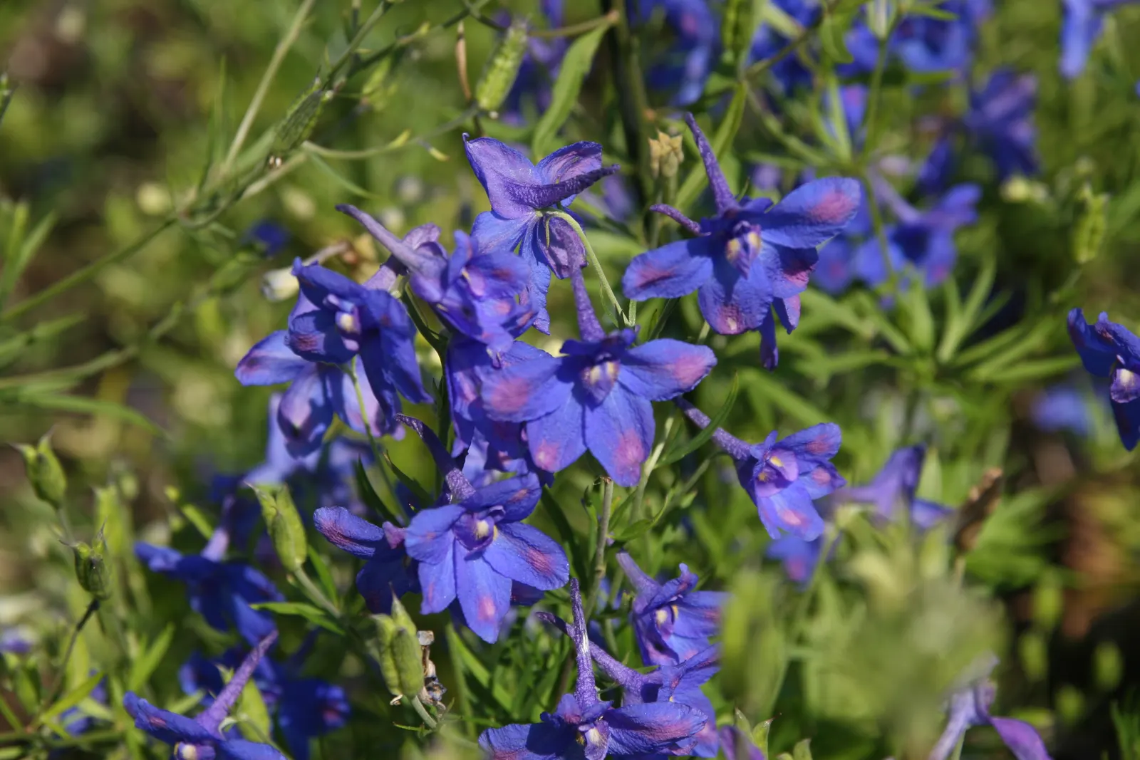Siberian Larkspur (Delphinium Grandiflorum) — is a herbaceous perennial that offers a striking addition to any landscape design; perennial with blue blooms