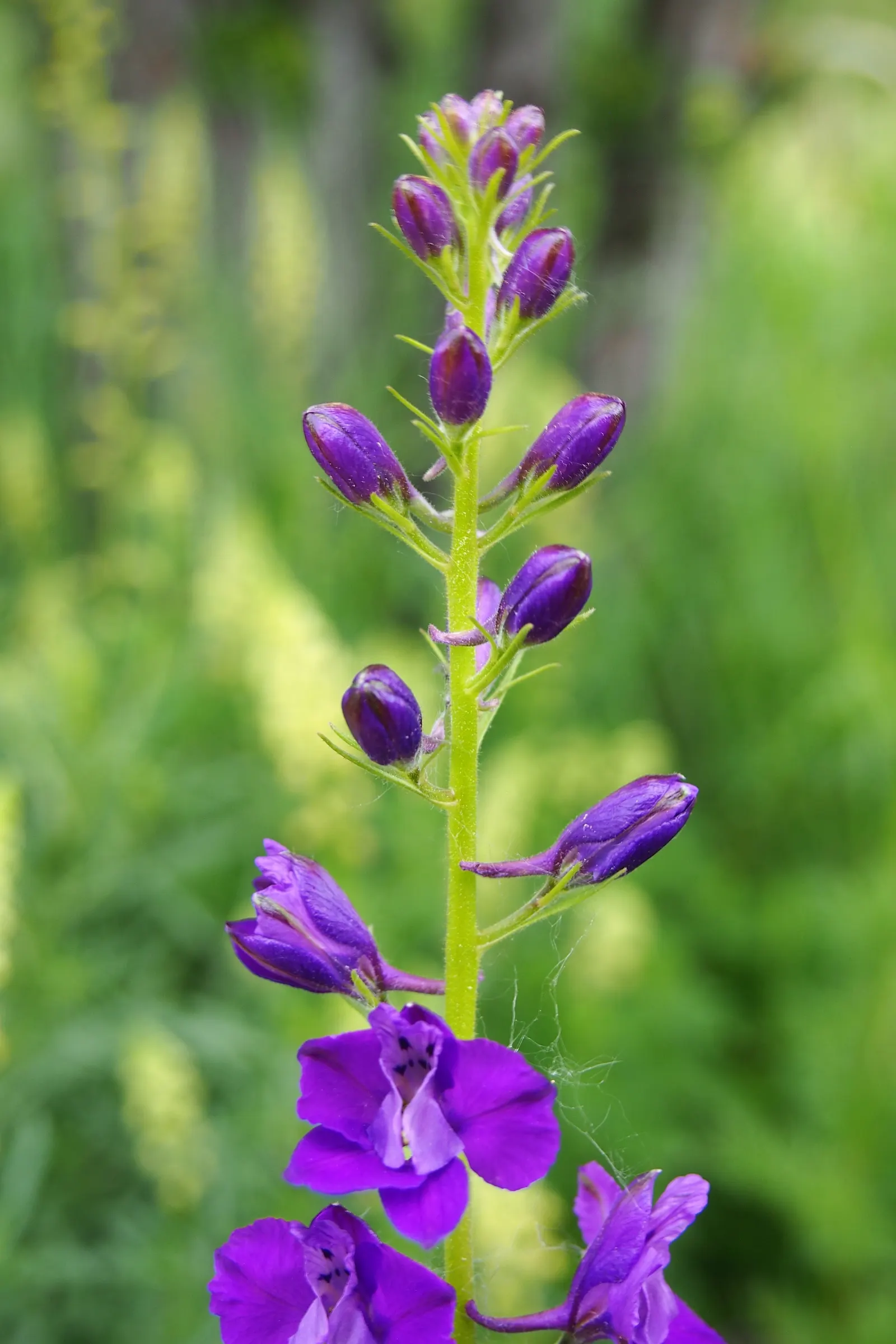 Siberian Larkspur (Delphinium Grandiflorum) — Growing 12-18 inches tall, with a spread of 12 inches, it flourishes in full sun to partial shade; the foliage is