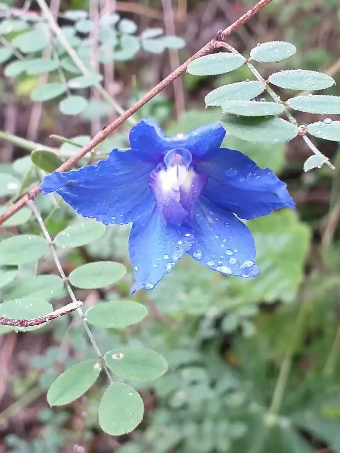Siberian Larkspur (Delphinium Grandiflorum) — its compact habit and profuse, image 32