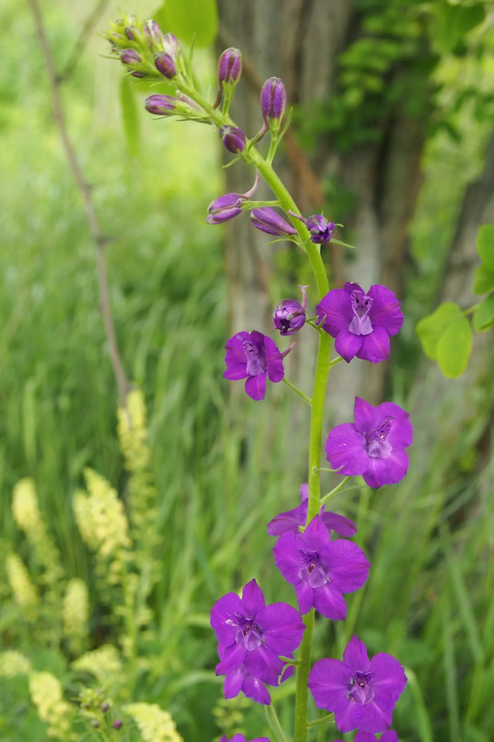 Siberian Larkspur (Delphinium Grandiflorum) — This species prefers well-drained, fertile soil and is hardy in USDA zones 3-7