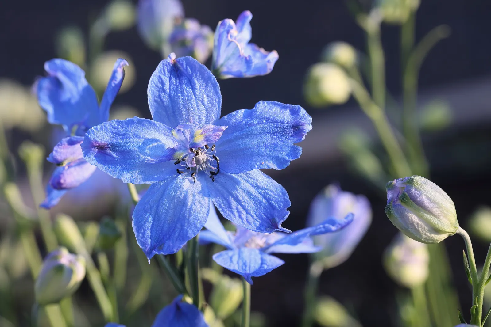 Siberian Larkspur (Delphinium Grandiflorum) — each boasting an impressive display of vibrant blue, image 41