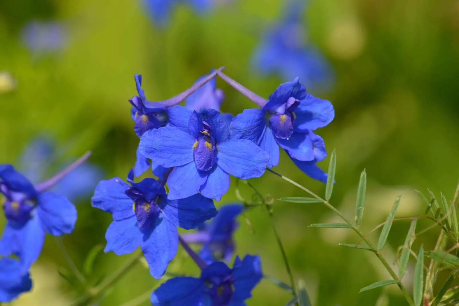 Siberian Larkspur (Delphinium Grandiflorum) — showy blooms offer a splash of color from late spring to early summer