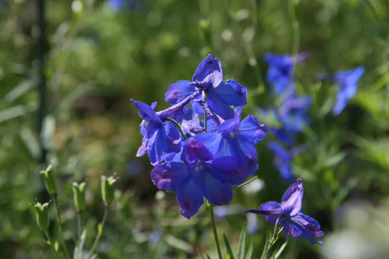 Siberian Larkspur (Delphinium Grandiflorum) — perennial with blue blooms