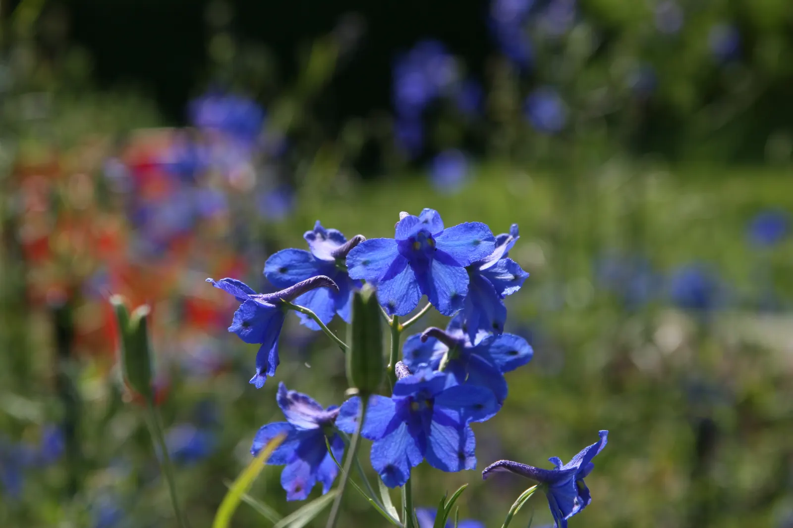 Siberian Larkspur (Delphinium Grandiflorum) — When incorporating this plant into your design