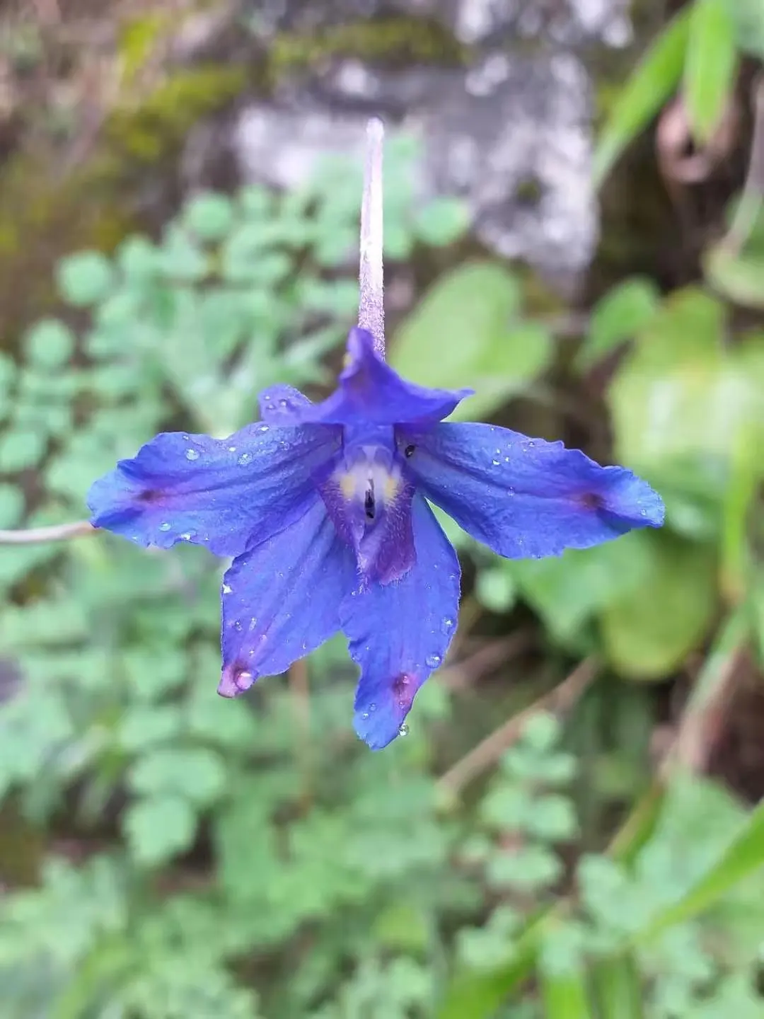 Siberian Larkspur (Delphinium Grandiflorum) — Ideal for borders and cutting gardens; blue flowers in the garden