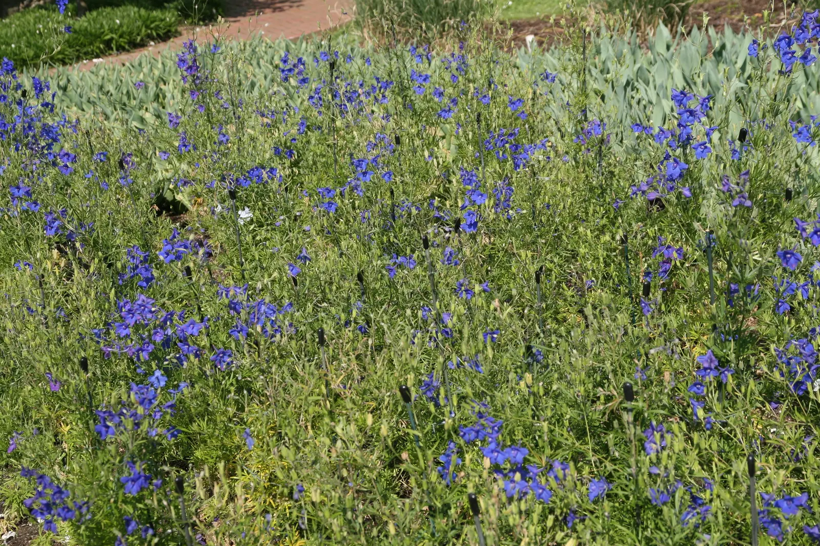Siberian Larkspur (Delphinium Grandiflorum) — Its leaves form a low mound at the base; perennial for full