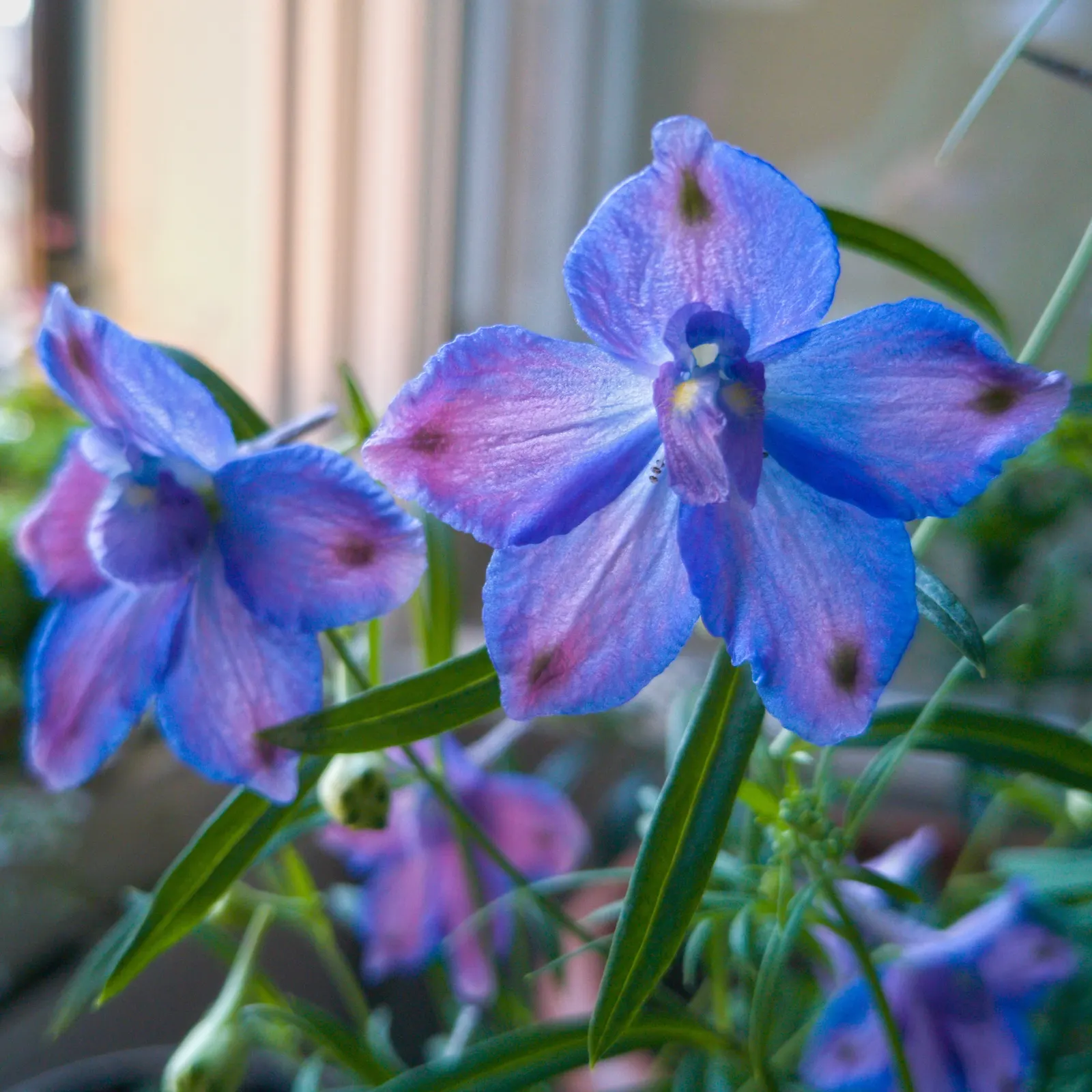 Siberian Larkspur (Delphinium Grandiflorum) — It flourishes under full sun to part shade conditions and necessitates regular watering