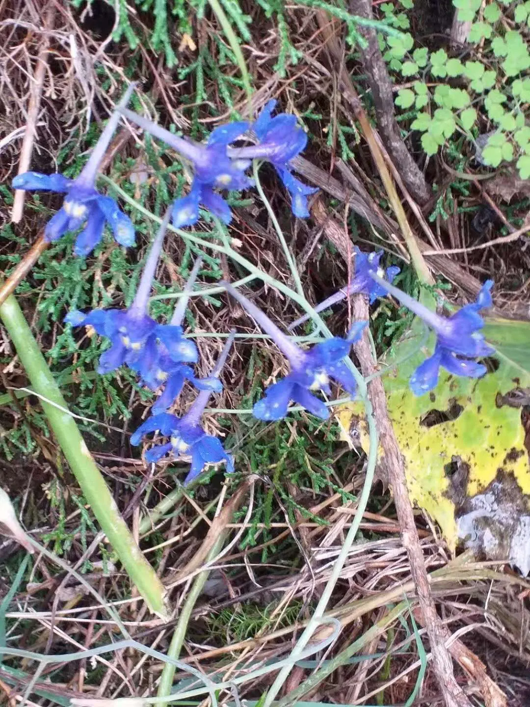 Siberian Larkspur (Delphinium Grandiflorum) — Deadheading spent blooms will encourage a second flowering, extending its showy presence in the garden