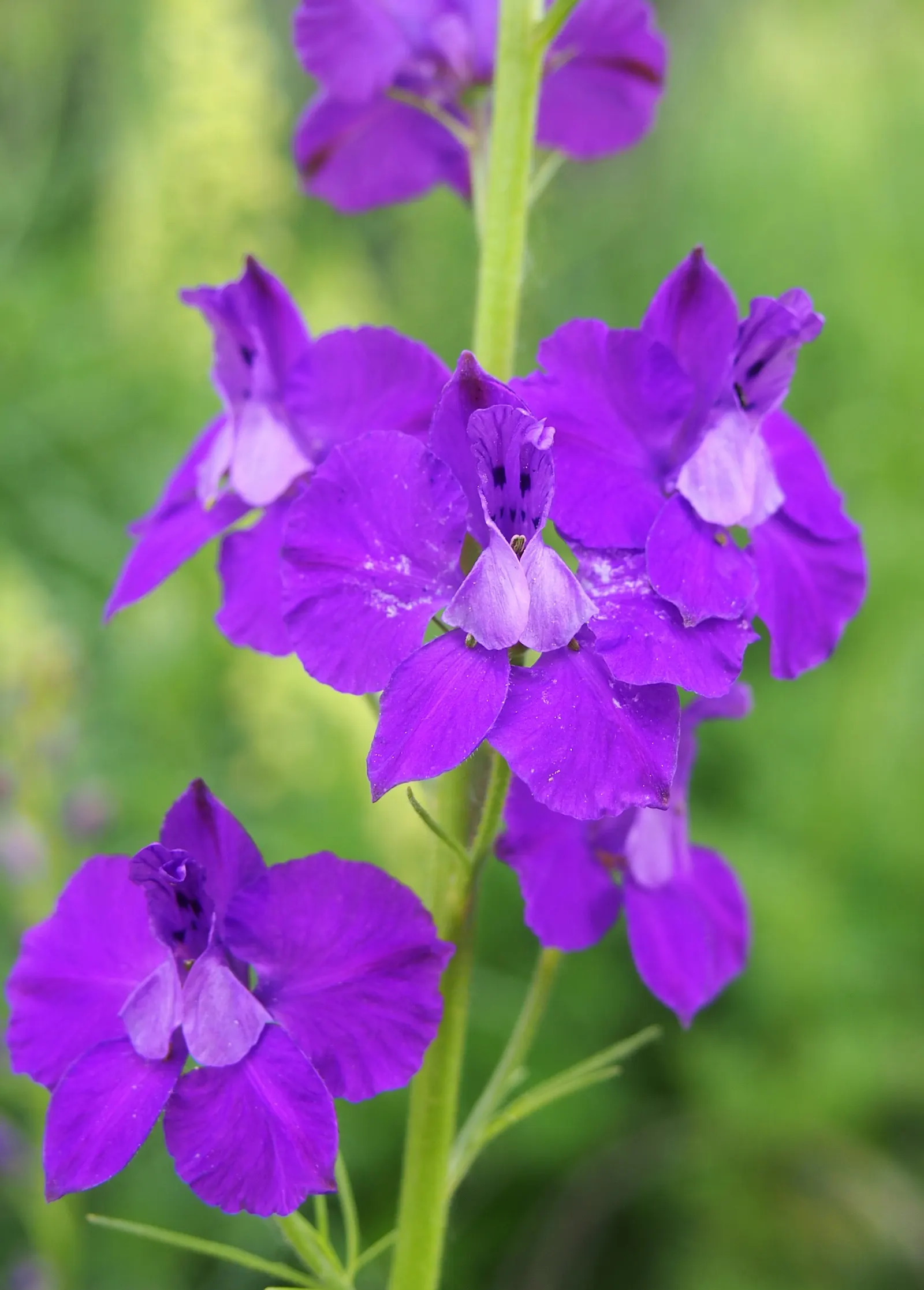 Siberian Larkspur (Delphinium Grandiflorum) — Delphinium grandiflorum fits effortlessly into small garden spaces or as a border plant