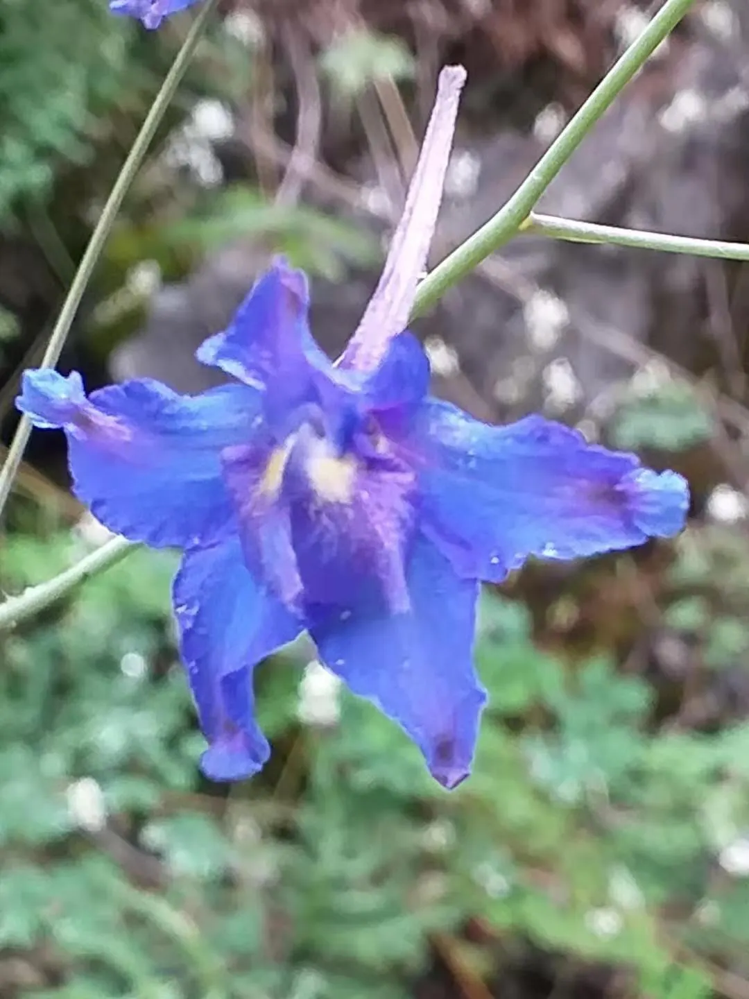 Siberian Larkspur (Delphinium Grandiflorum) — perennial for full