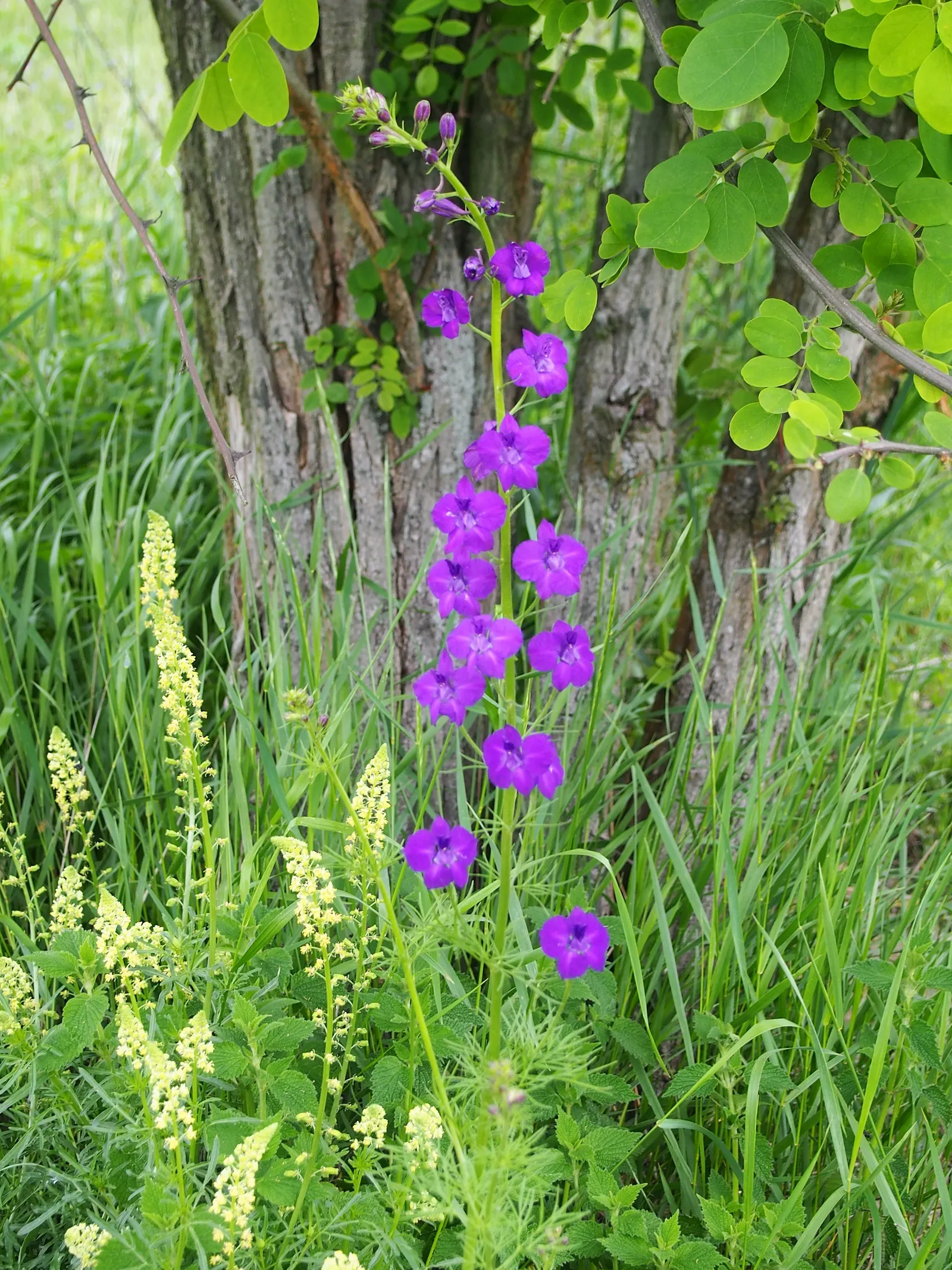 Siberian Larkspur (Delphinium Grandiflorum) — commonly known as Chinese Delphinium or Bouquet Delphinium