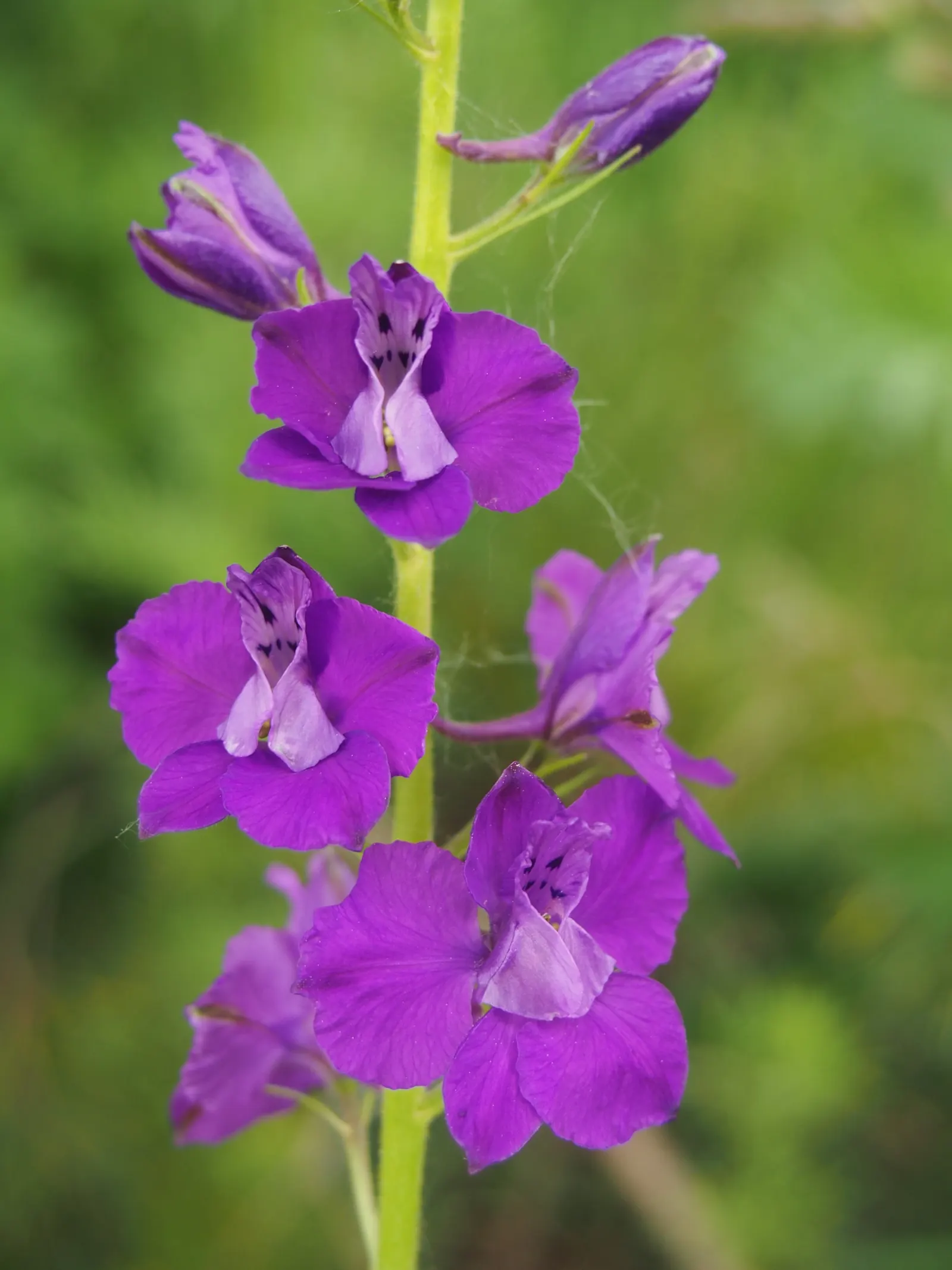 Siberian Larkspur (Delphinium Grandiflorum) — which can individually measure up to 2 inches across; commonly known as Chinese or Bouquet Delphinium