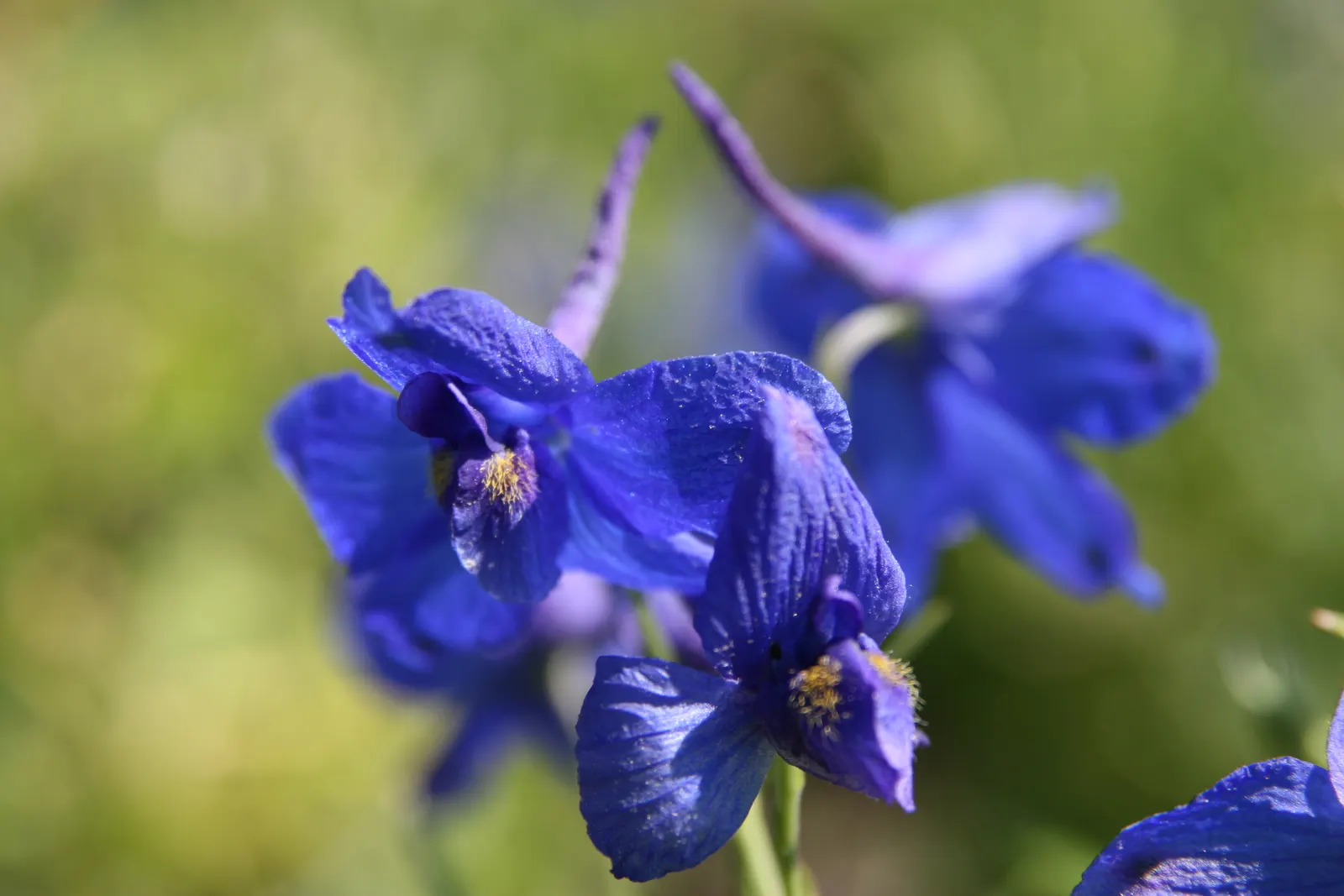 Siberian Larkspur (Delphinium Grandiflorum) — Growing 12-18 inches tall, with a spread of 12 inches, it flourishes in full sun to partial shade