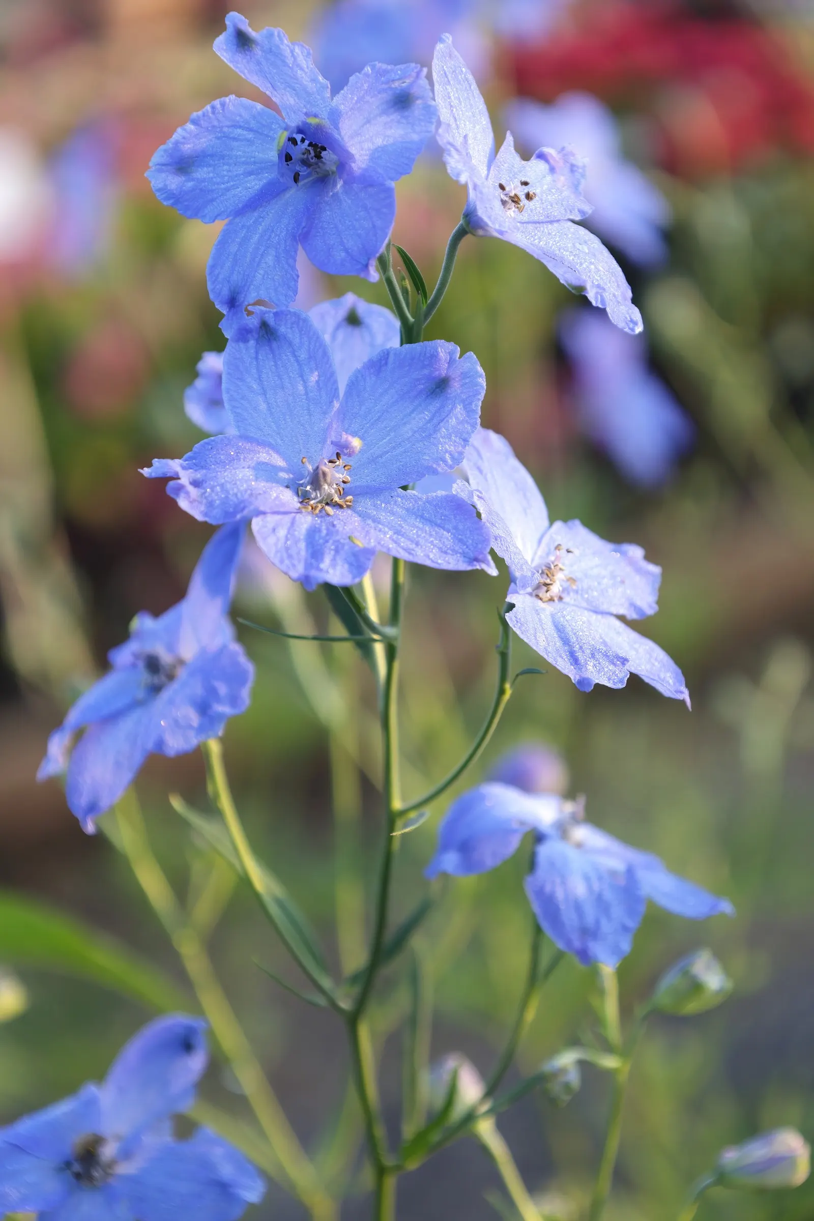 Siberian Larkspur (Delphinium Grandiflorum) — This elegant species sets itself apart from its larger cousins with its distinctive broad; showy blooms offer a
