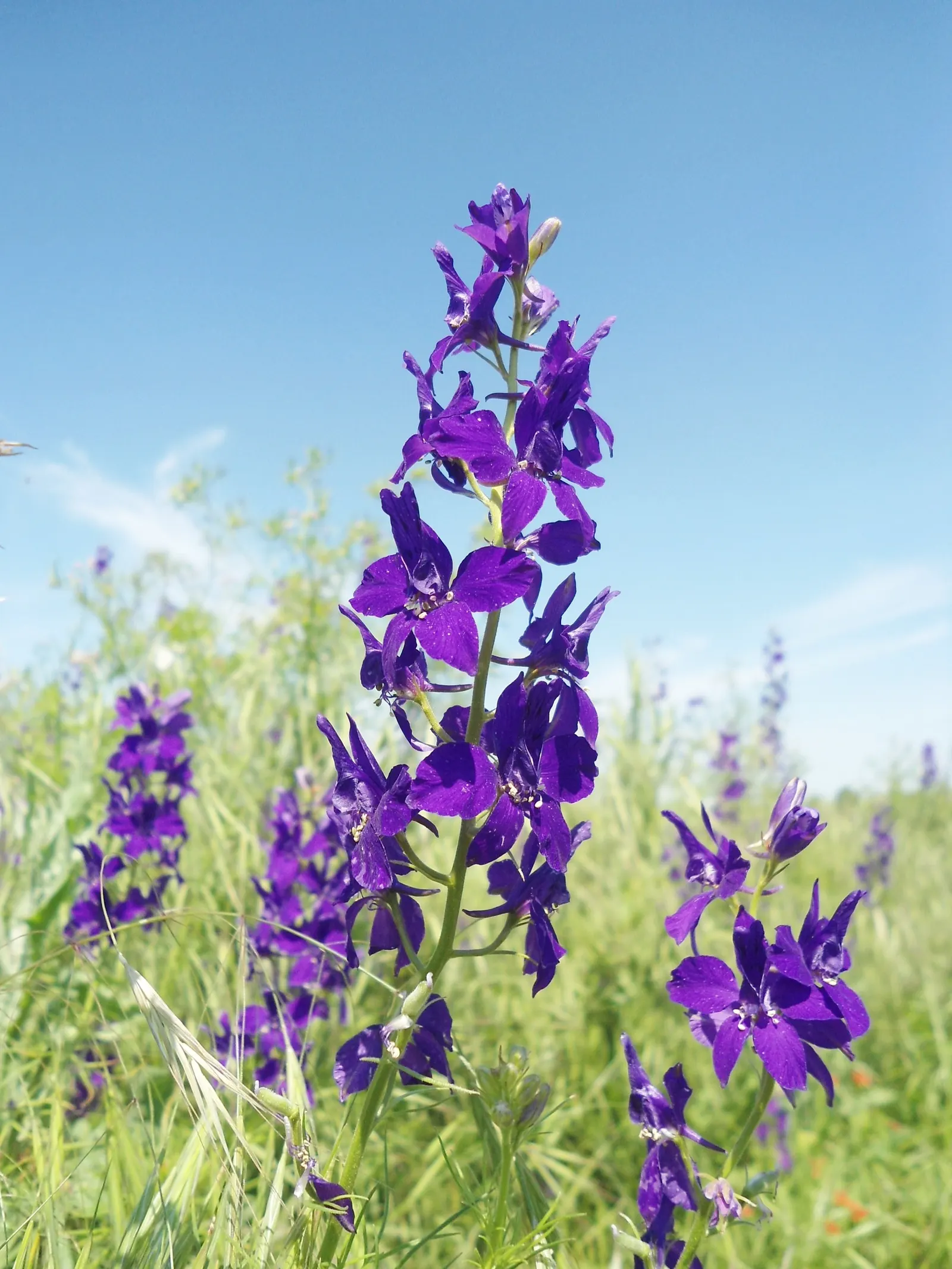Siberian Larkspur (Delphinium Grandiflorum) — showy blooms offer a splash of color from late spring to early summer; its leaves form a low mound at the base
