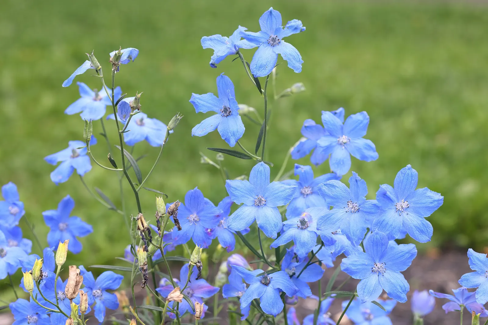 Siberian Larkspur (Delphinium Grandiflorum) — or white flowers during the summer months.<br><br>The trumpet-shaped flowers; delphinium grandiflorum presents a