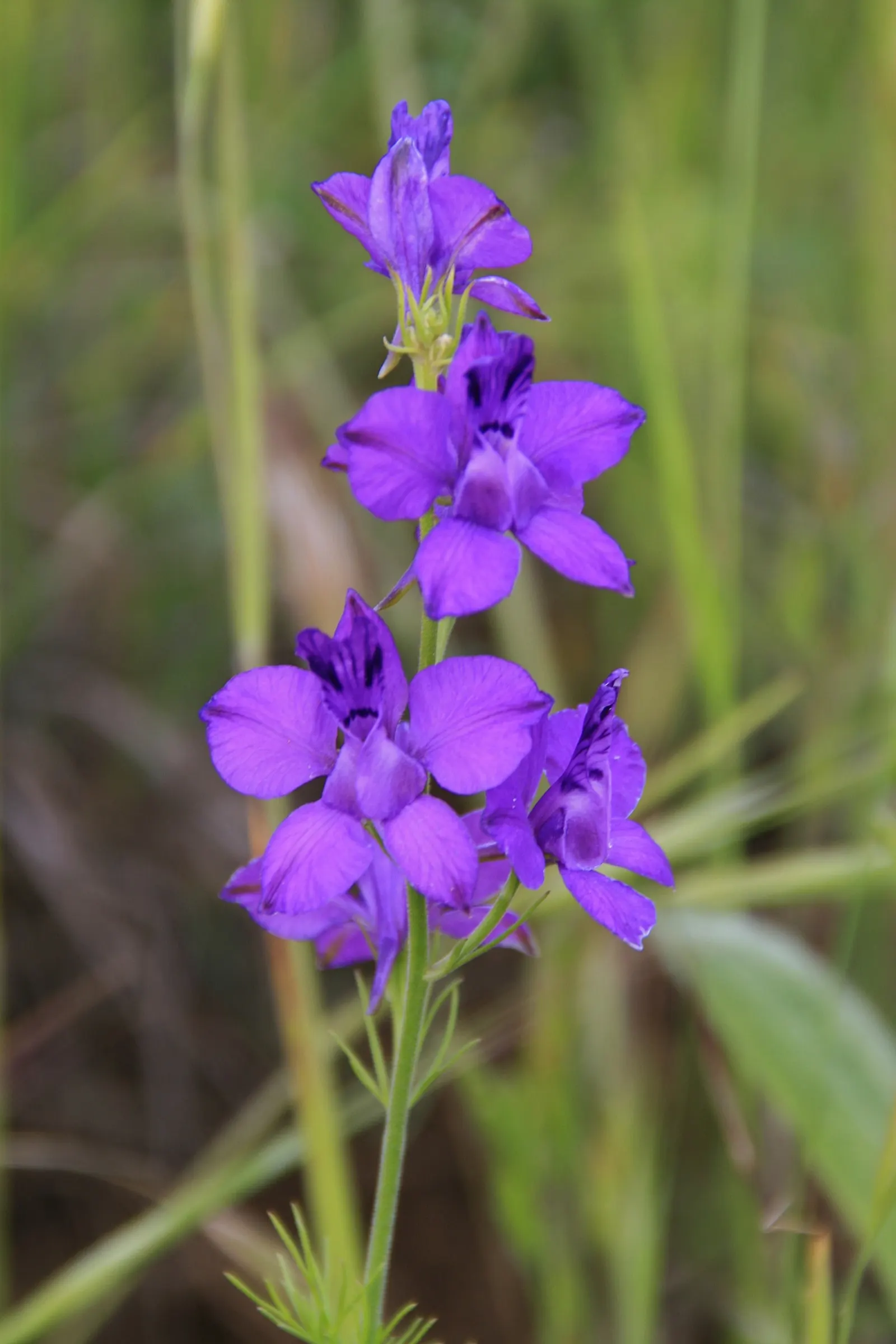 Siberian Larkspur (Delphinium Grandiflorum) — Delphinium grandiflorum fits effortlessly into small garden spaces or as a border plant; from which multiple