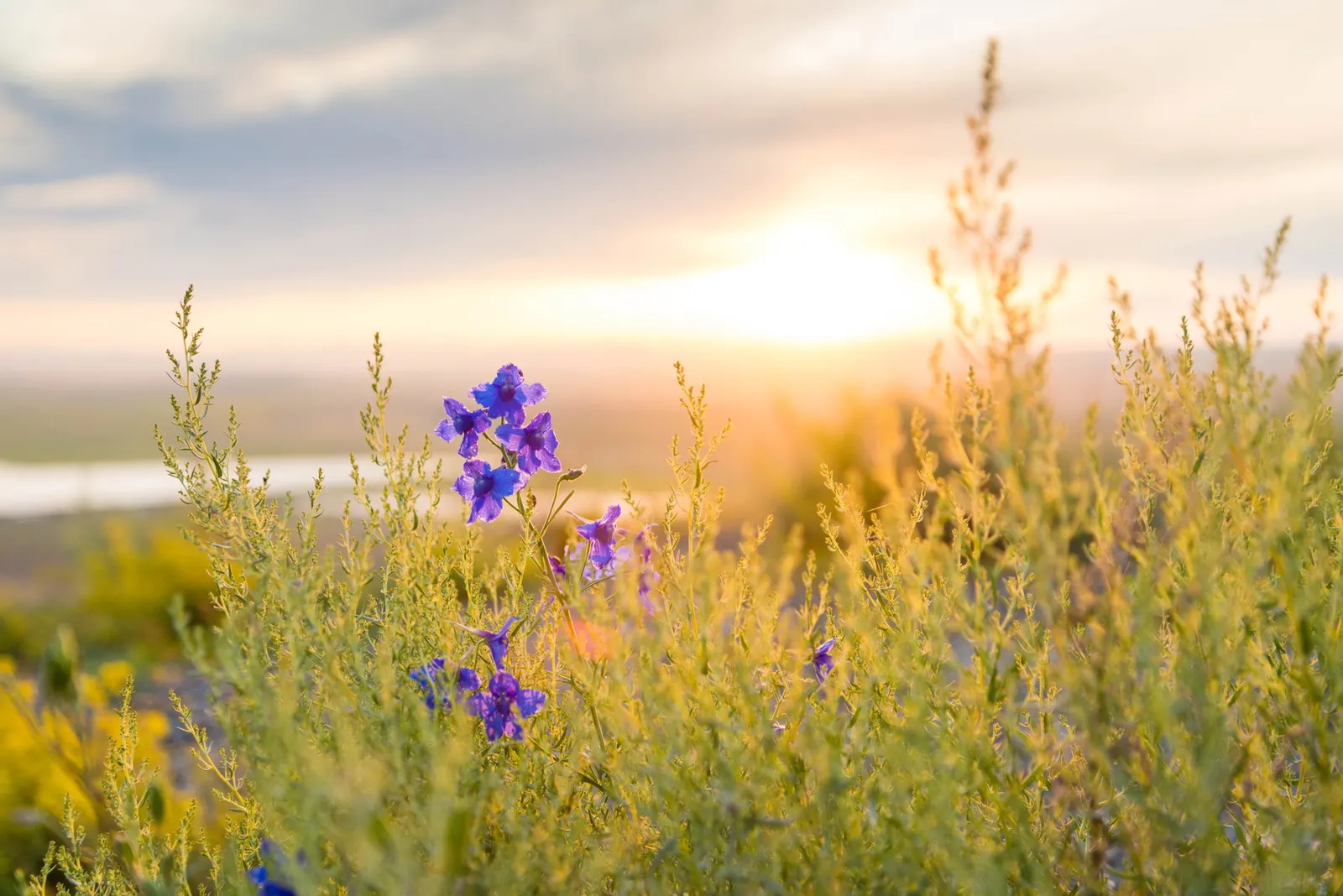 Siberian Larkspur (Delphinium Grandiflorum) — blue flowers in the garden