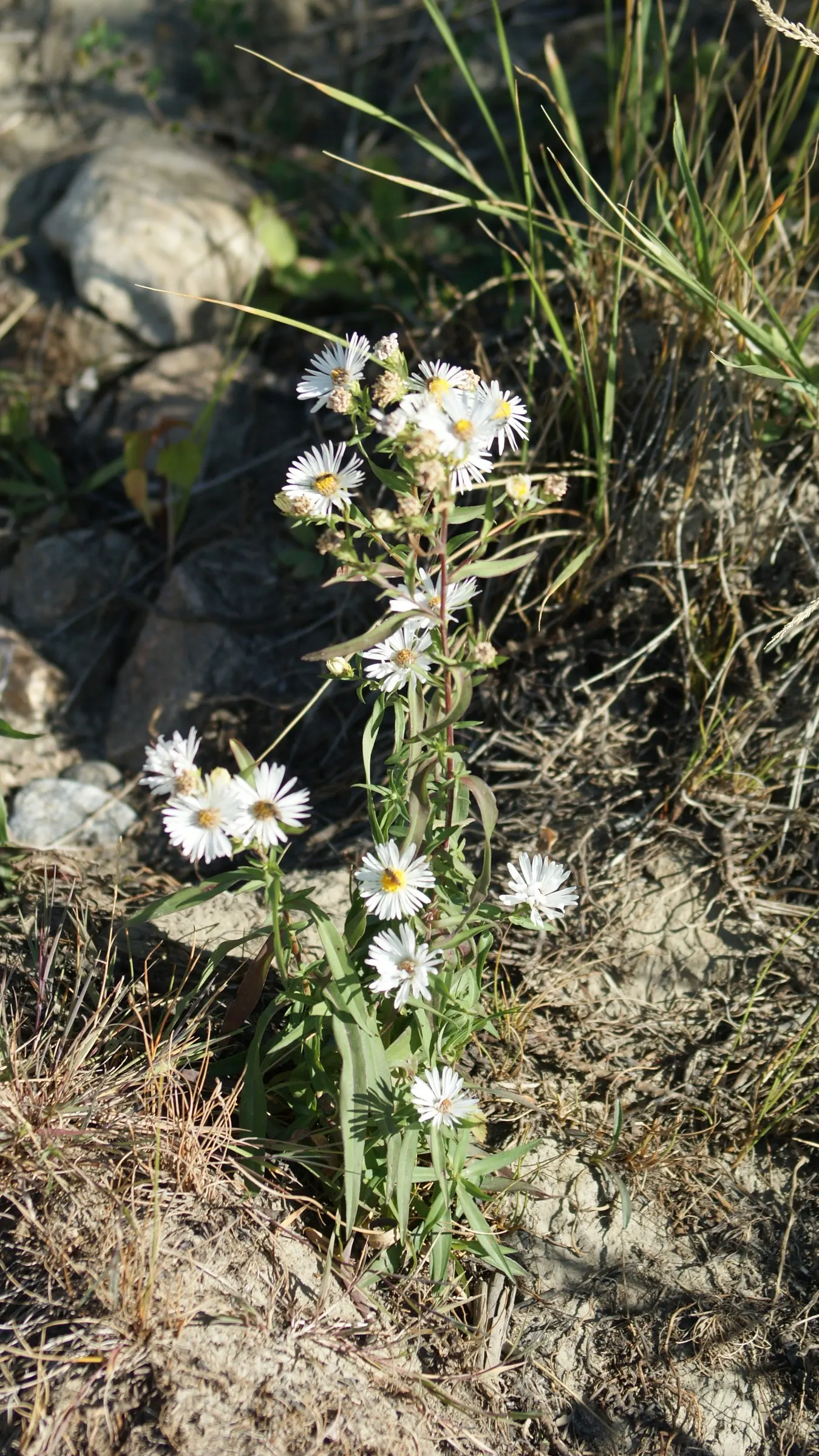 White Tinged Sedge (Carex Albicans) — Carex albicans, commonly known as White Tinged Sedge, is a clump-forming perennial grass-like plant