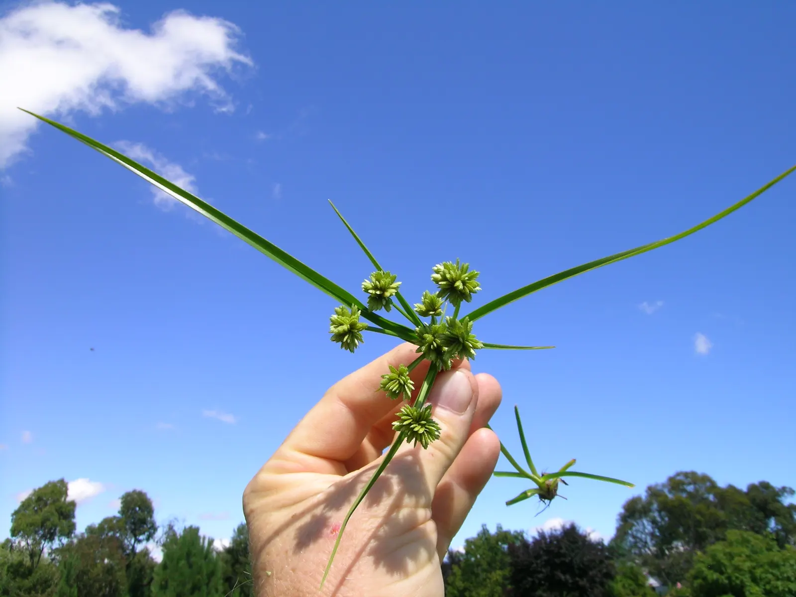 White Tinged Sedge (Carex Albicans) — transitioning into brown seed heads that may persist into winter