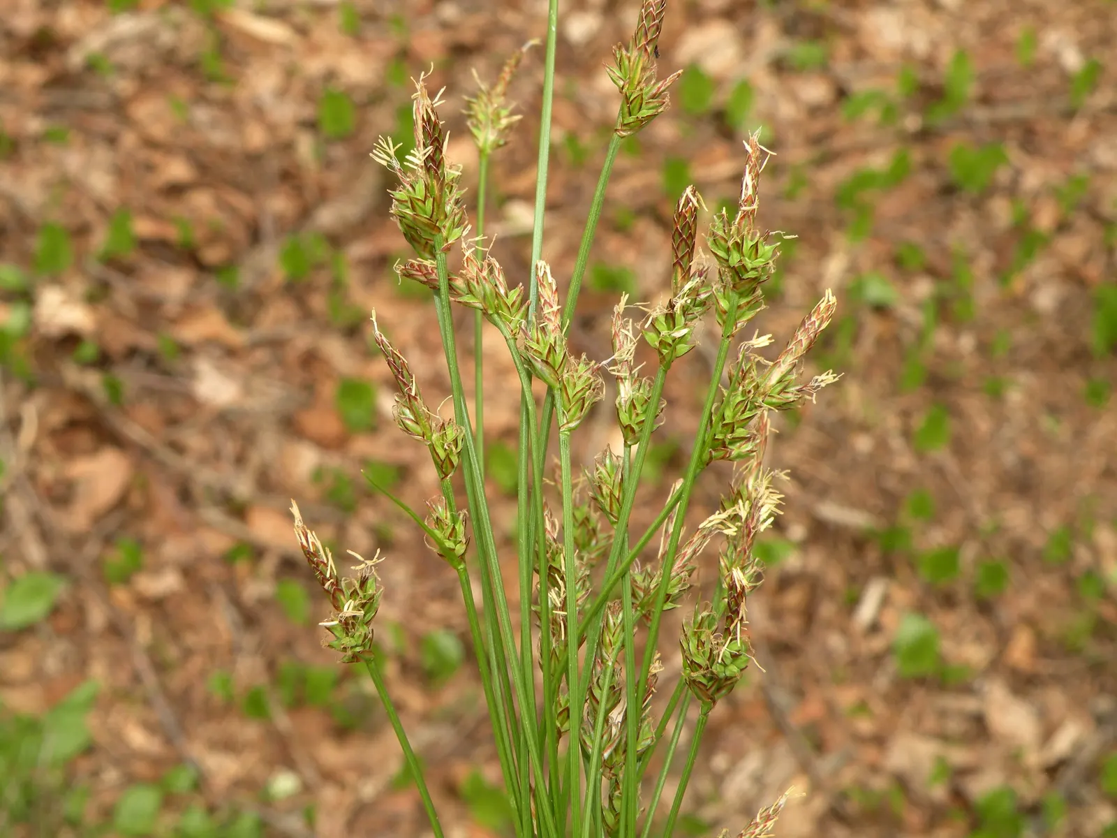 White Tinged Sedge (Carex Albicans) — is a versatile sedge species that can offer both aesthetic and ecological benefits to your garden landscape