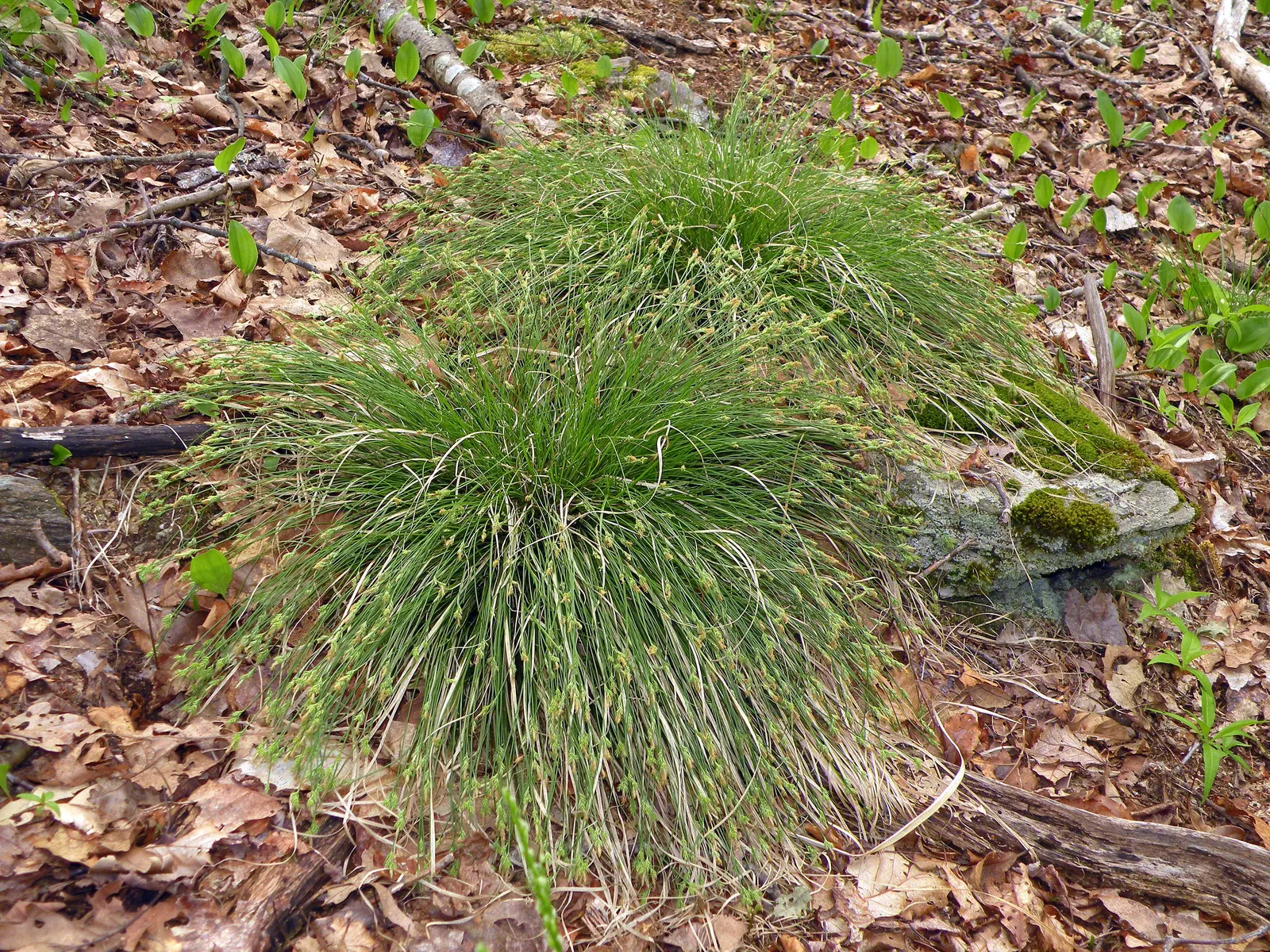 White Tinged Sedge (Carex Albicans) — This sedge is deer-resistant and offers a low-maintenance option for naturalistic designs