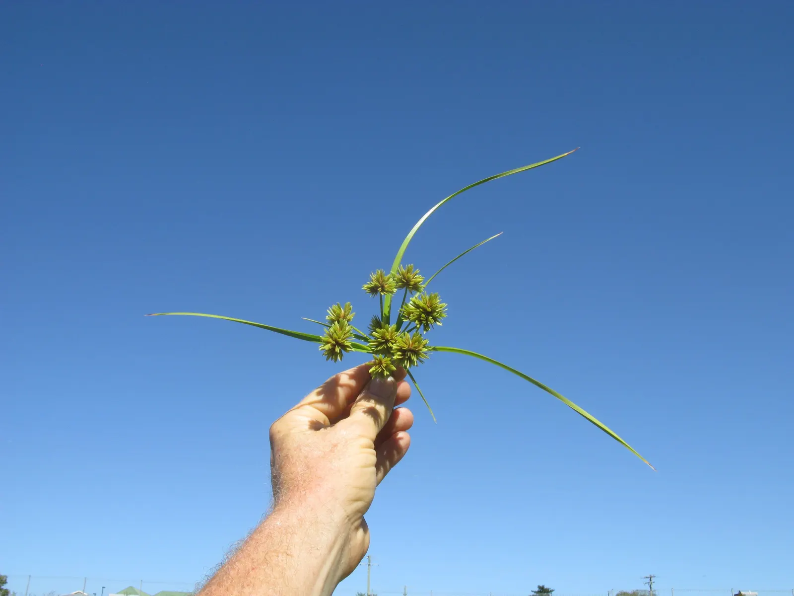 White Tinged Sedge (Carex Albicans) — white flowers in the garden