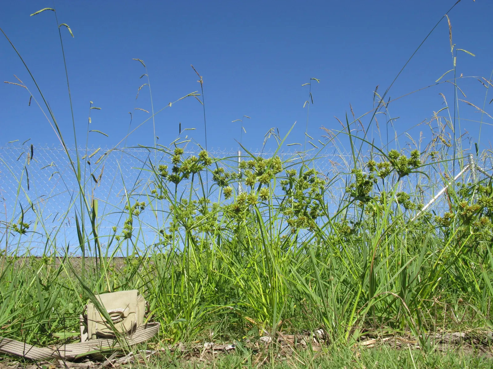 White Tinged Sedge (Carex Albicans) — arching green foliage accented by white margins