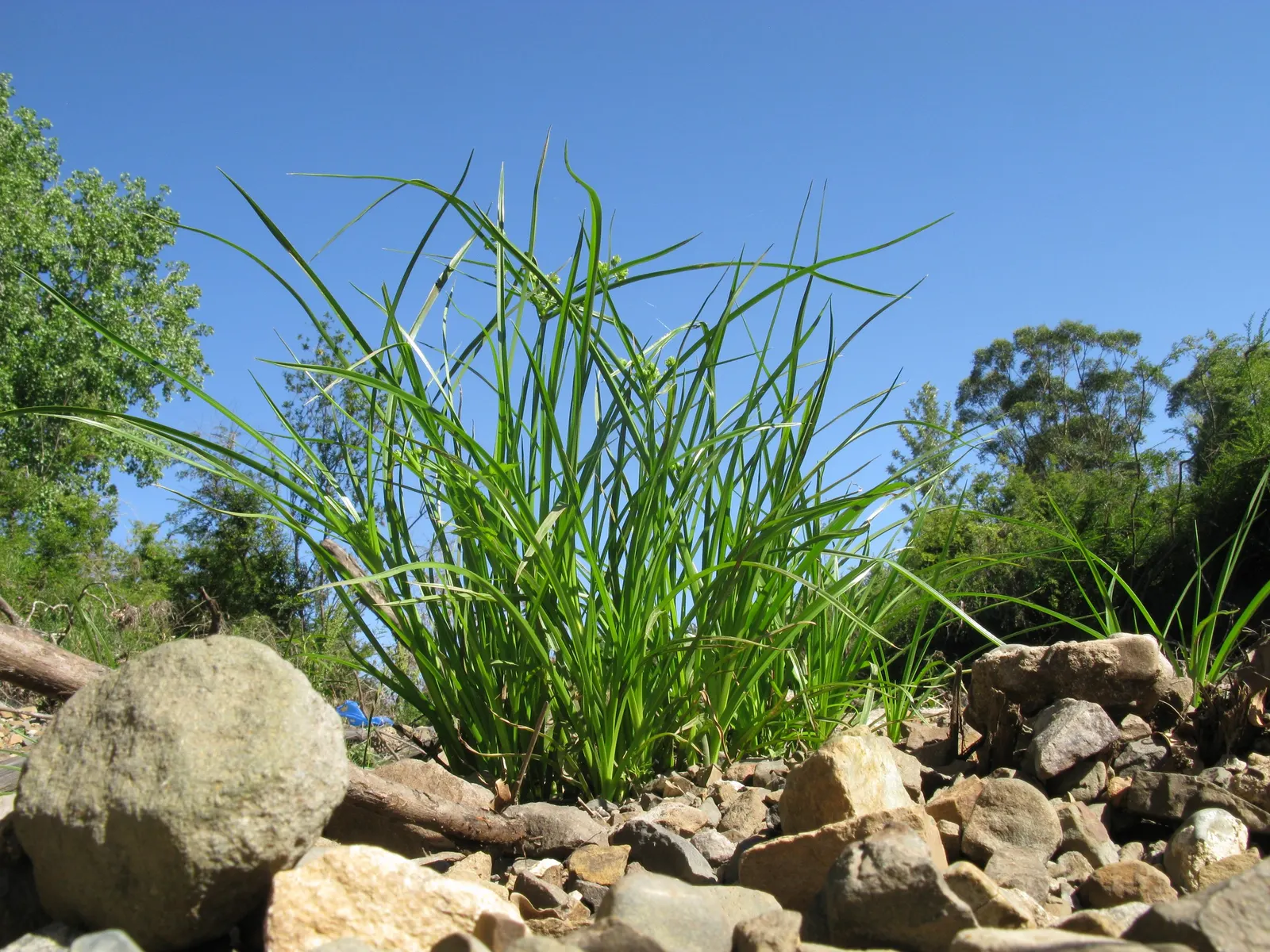 White Tinged Sedge (Carex Albicans) — inconspicuous greenish flower spikes emerge; where it can create a lush