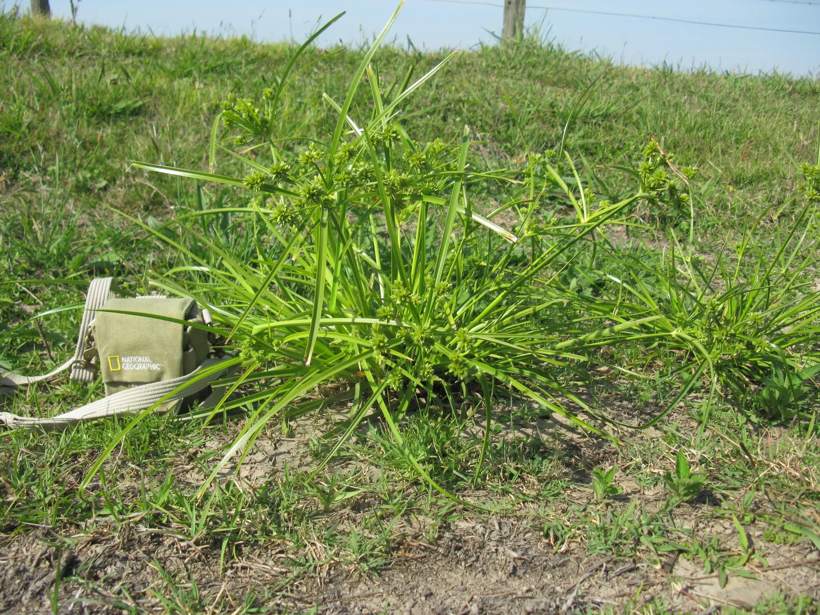 White Tinged Sedge (Carex Albicans) — With a preference for well-drained soil; where it can create a lush