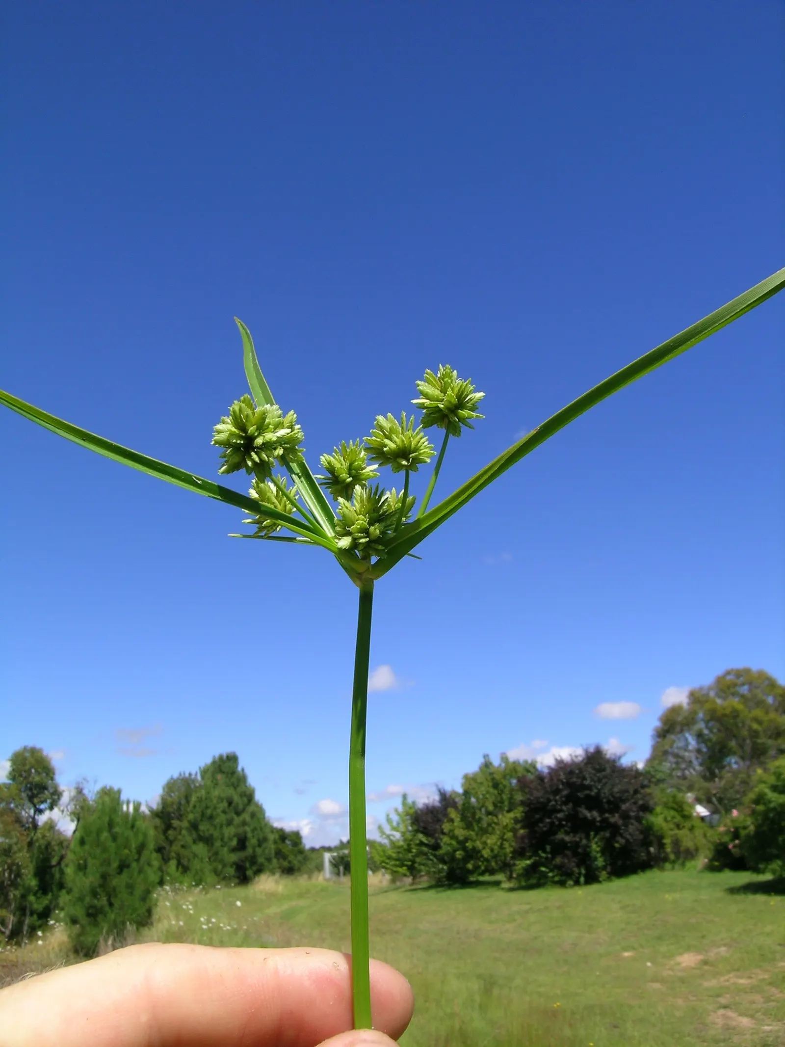 White Tinged Sedge (Carex Albicans) — where it can create a lush