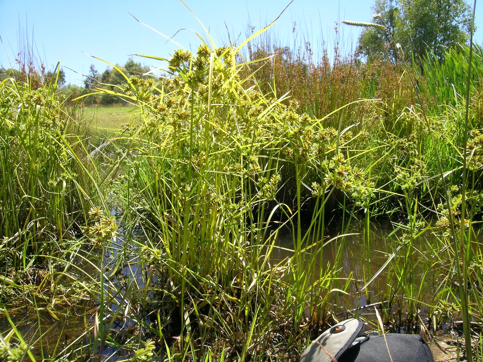 White Tinged Sedge (Carex Albicans) — With a preference for well-drained soil