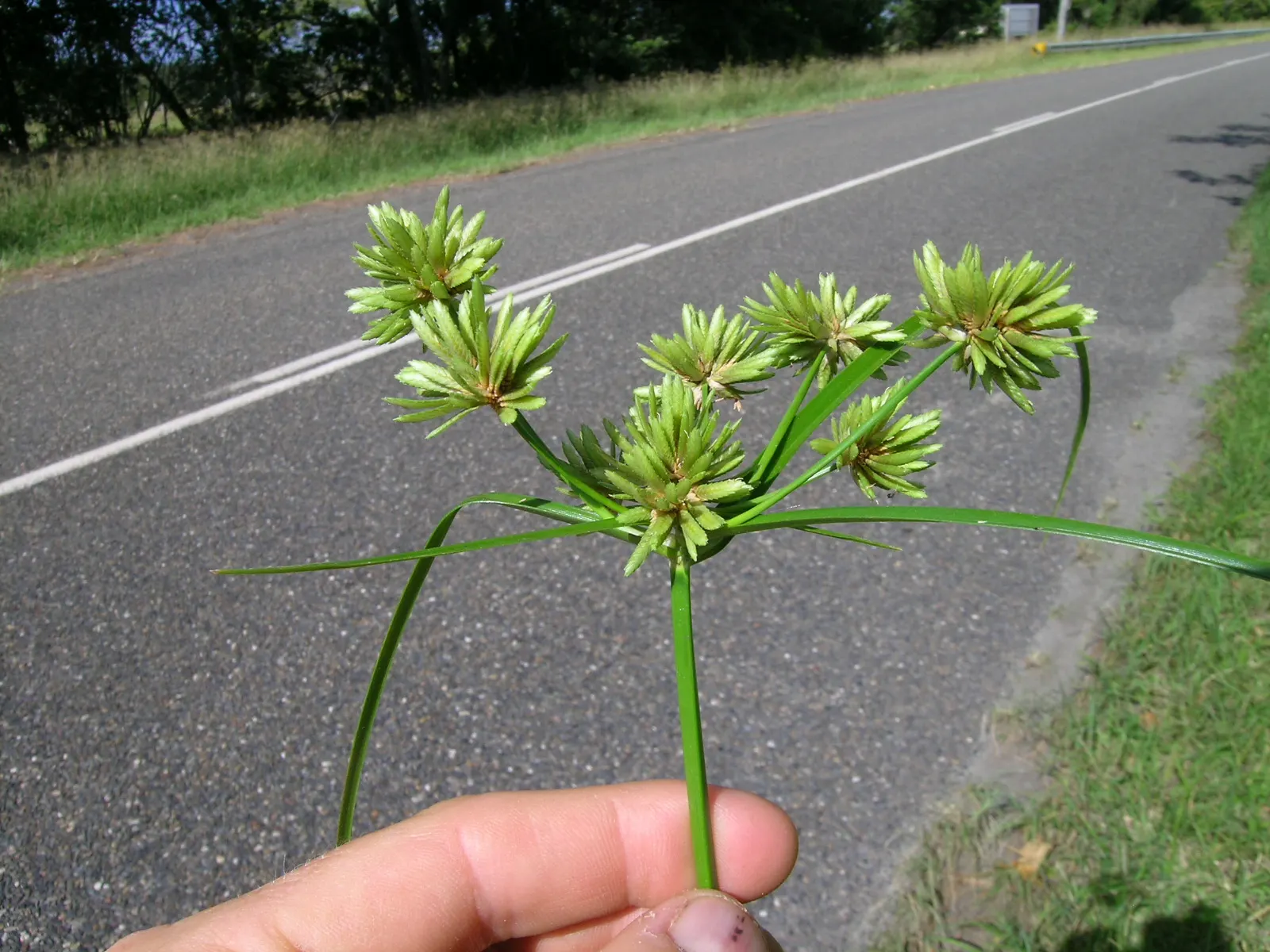 White Tinged Sedge (Carex Albicans) — is a versatile sedge species that can offer both aesthetic and ecological benefits to your garden landscape; in the