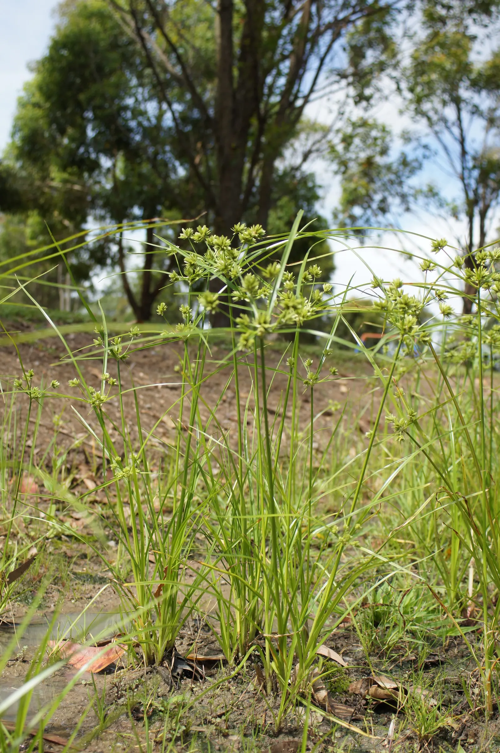 White Tinged Sedge (Carex Albicans) — Its clumping habit makes it ideal for mass planting in garden beds or along borders