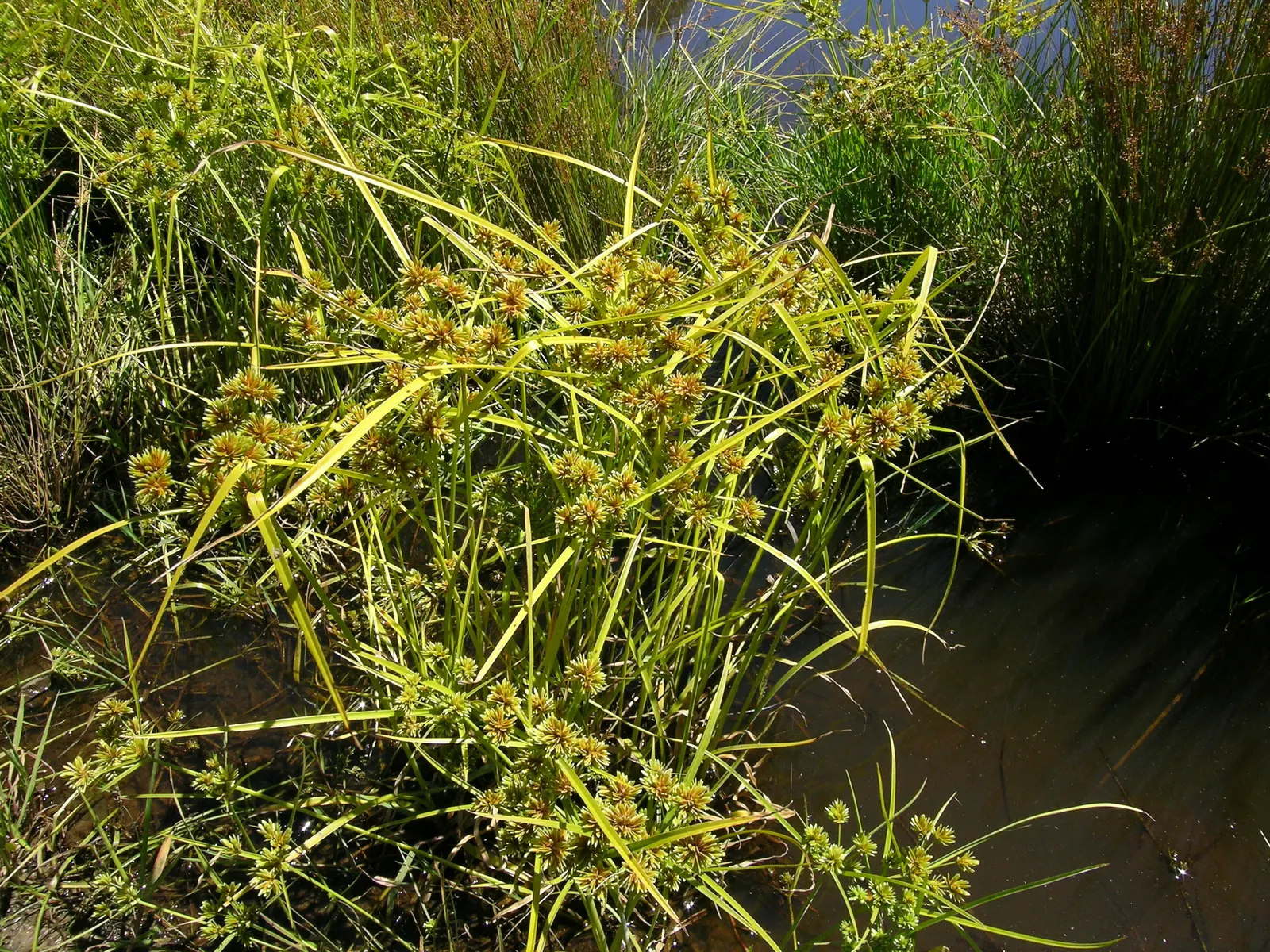 White Tinged Sedge (Carex Albicans) — fine-textured foliage that forms dense; where it can create a lush